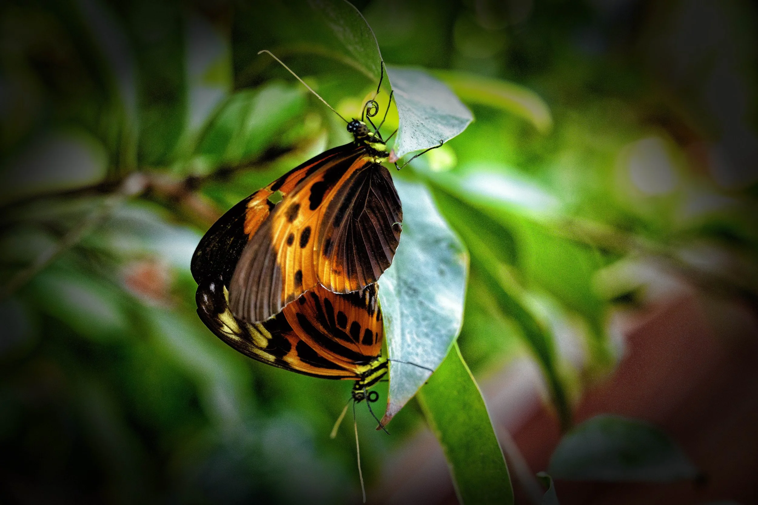 Mariposas-3.JPG