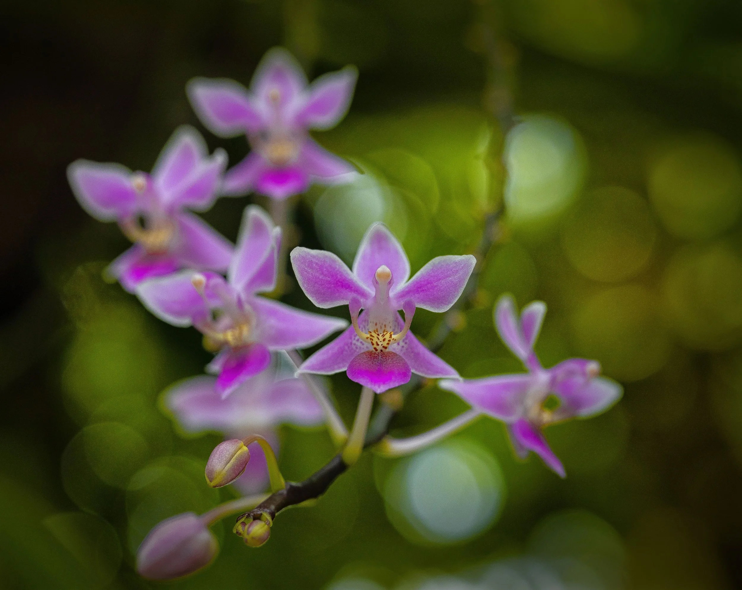 Flores ligeras-5.JPG