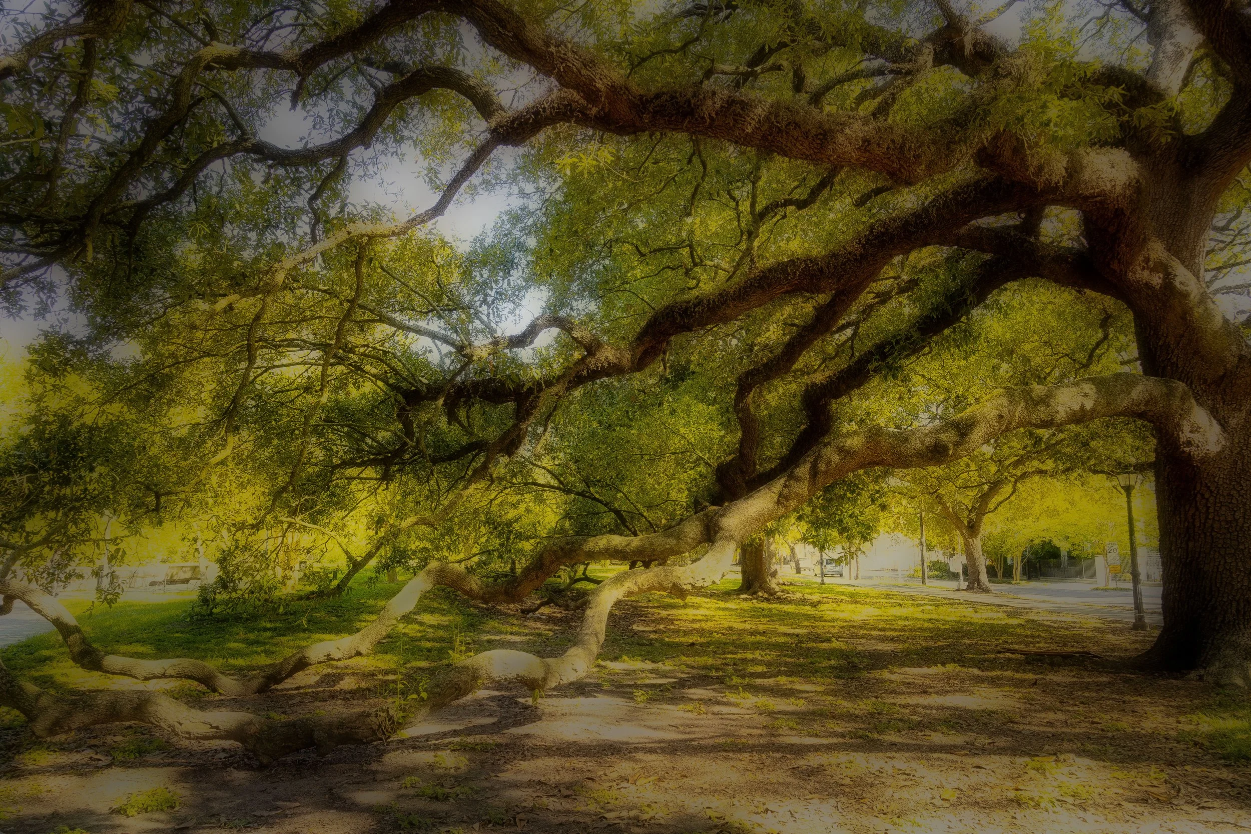 New Orleans ligeras-2.JPG