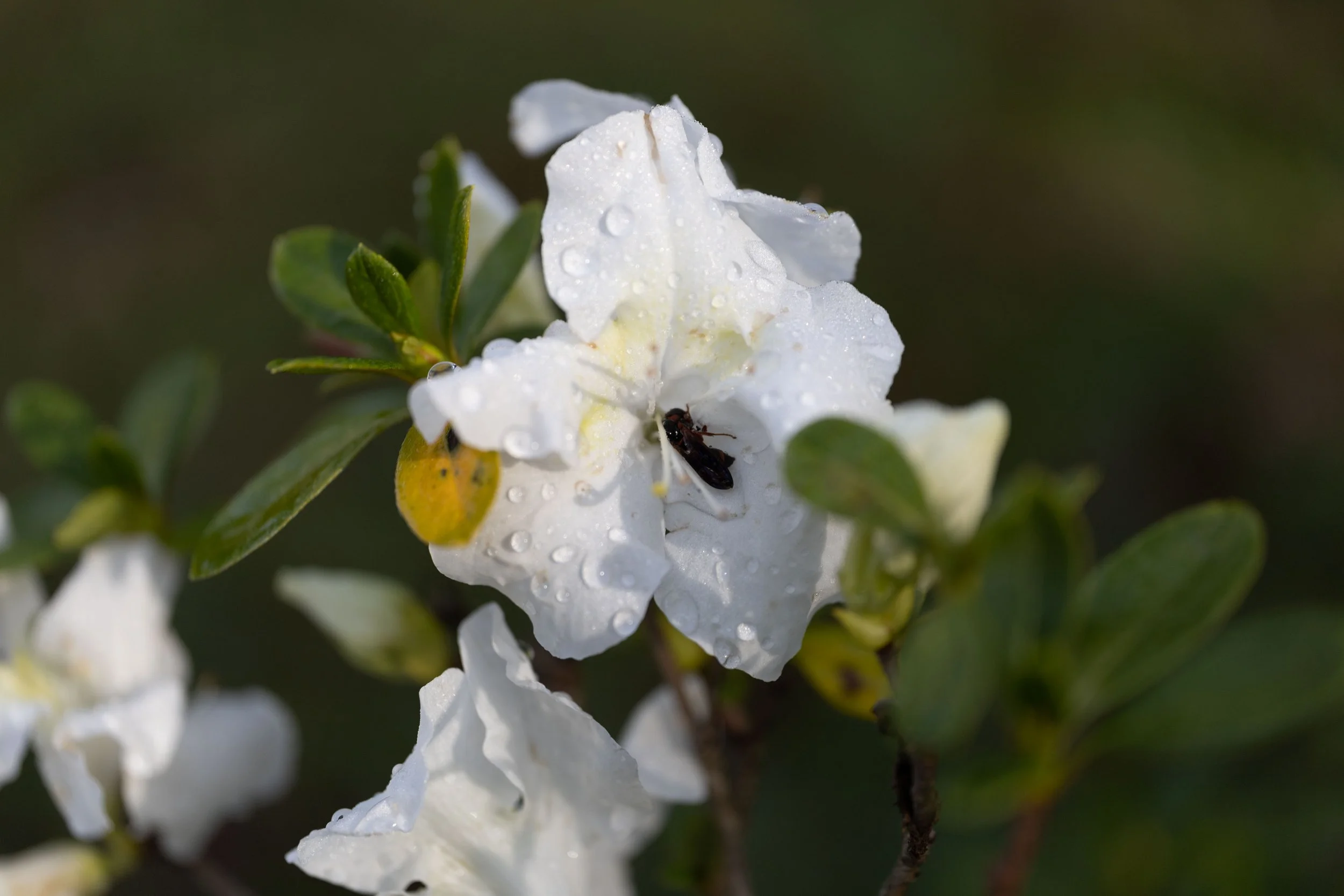 blanco Ligeras-1.JPG