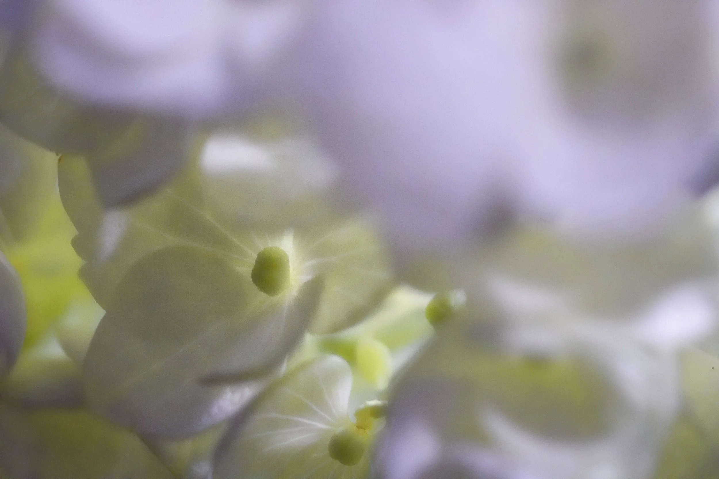 Flores ligeras-1.JPG