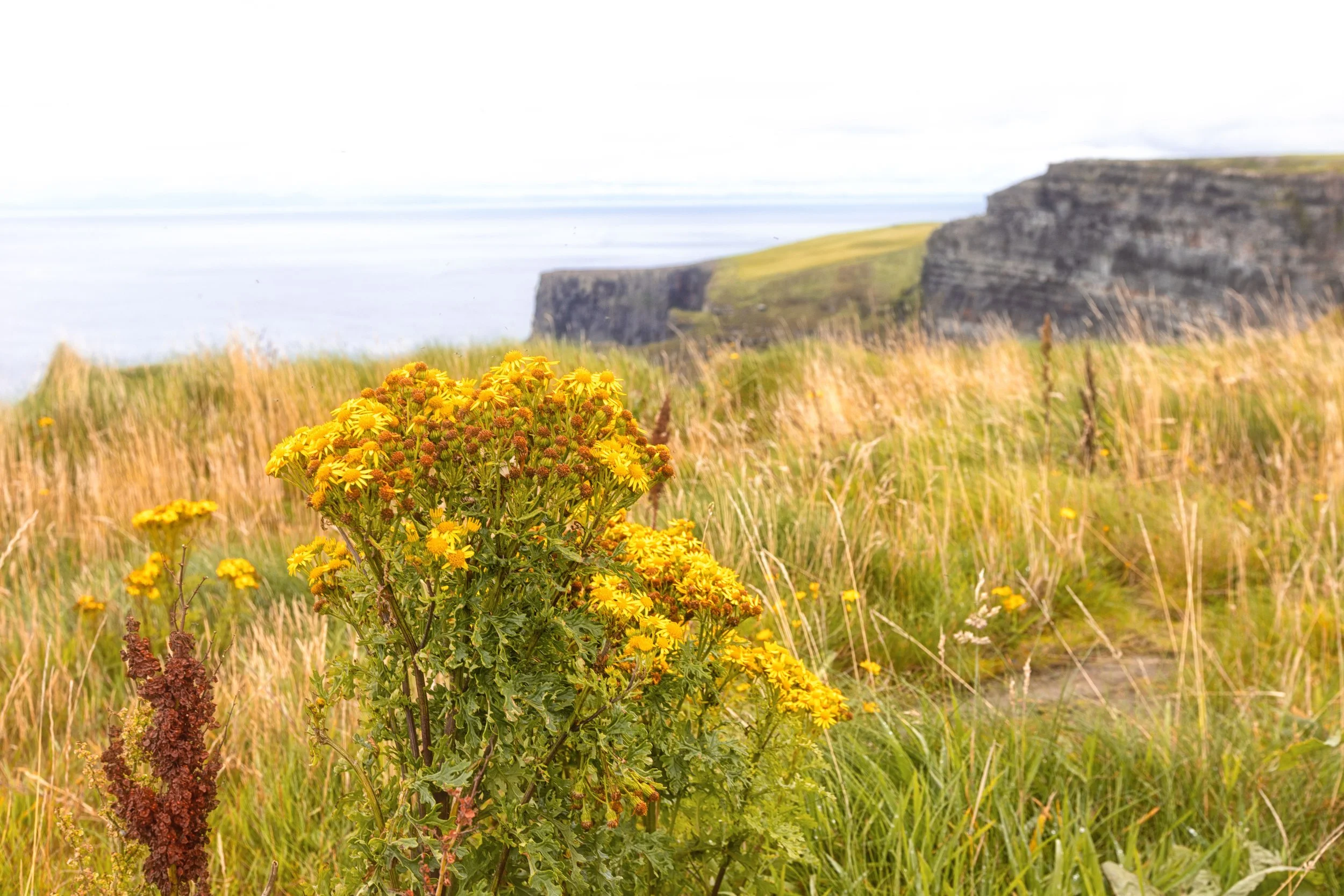 Irlanda lCliffs igeras-3.JPG