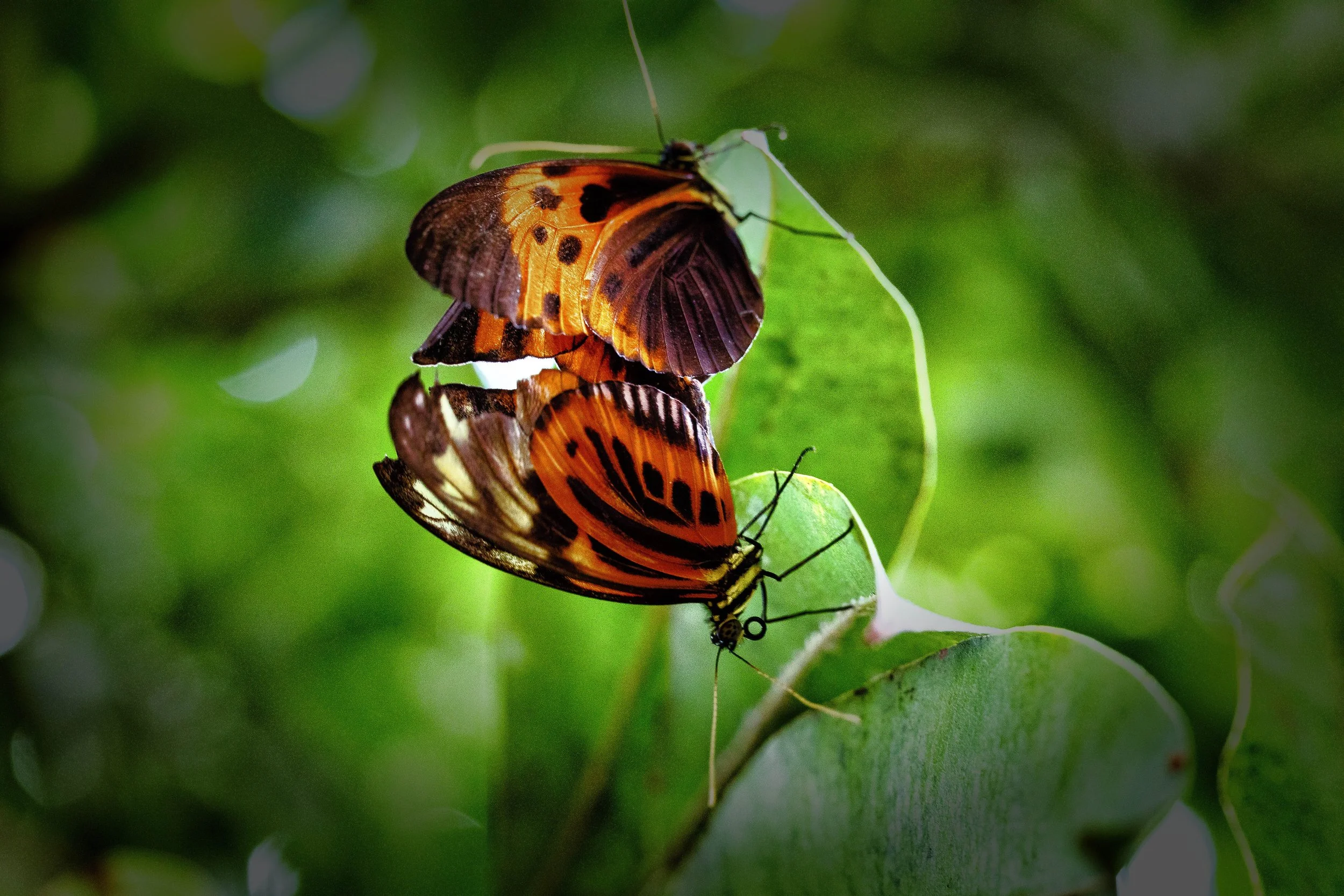 Mariposas-4.JPG