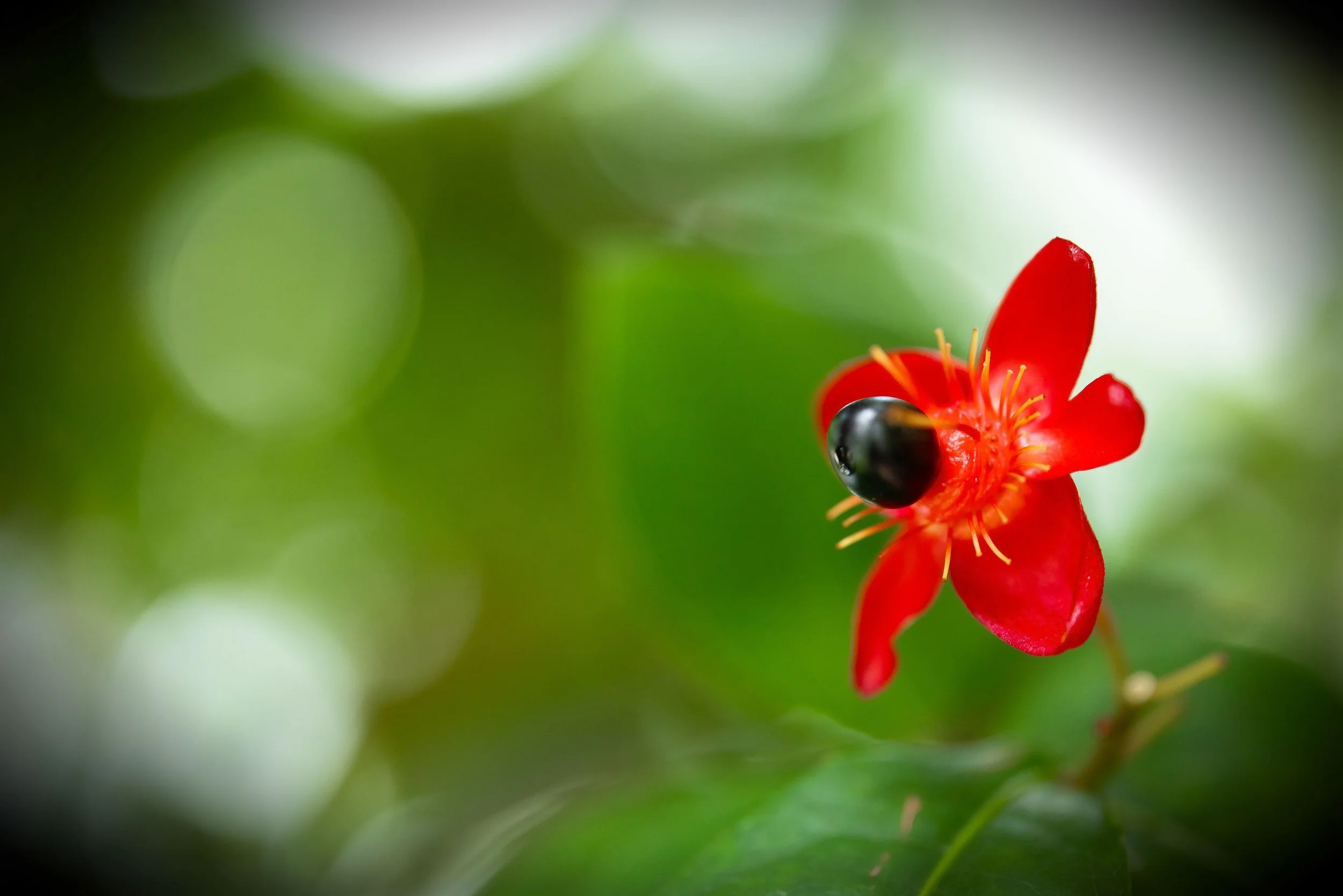 Flores ligeras-2.JPG