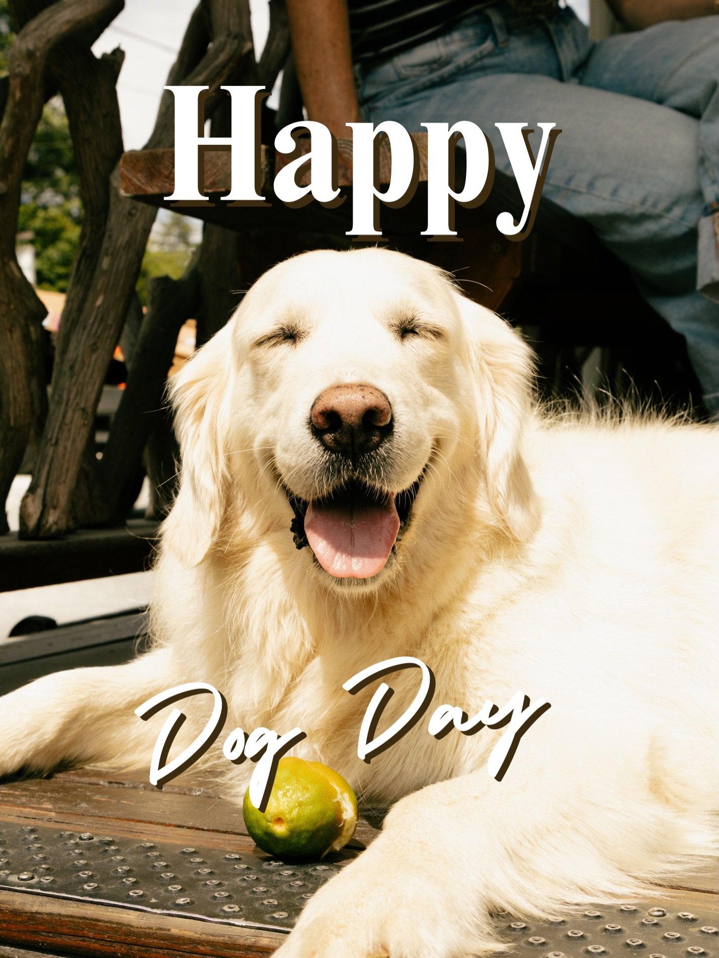 Happy National Dog Day 🐾

Dogs have the best way of making themselves part of every. single. moment. 🤟🏼

#nationaldogday #dogsofinstagram #dogphotography #animalphotography #creator