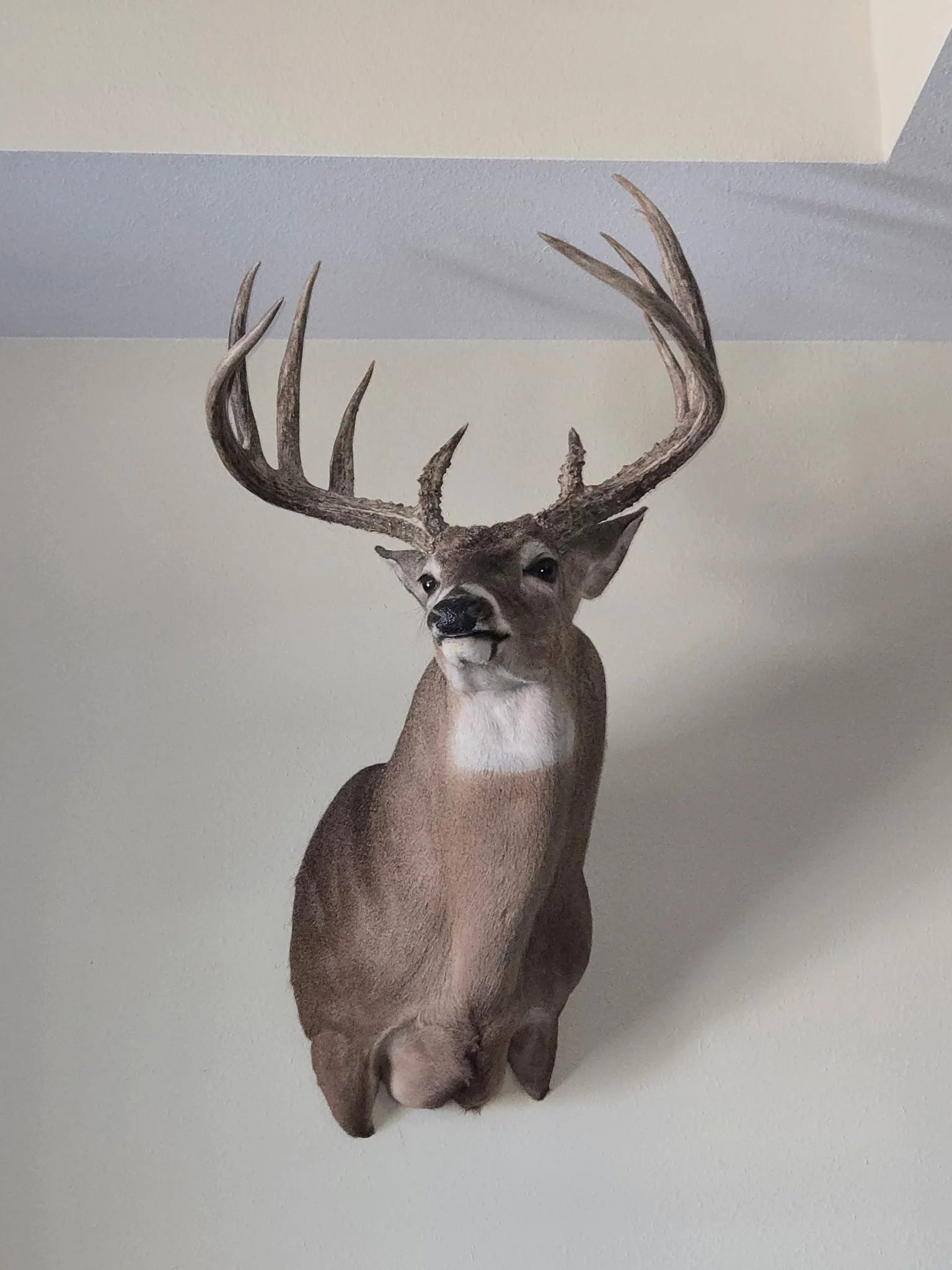 Mounted deer head with large antlers on a wall.