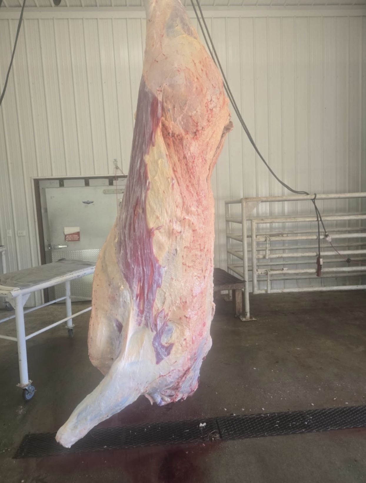 A hanging carcass of a large animal, likely a cow or beef, in a processing or butchering facility.