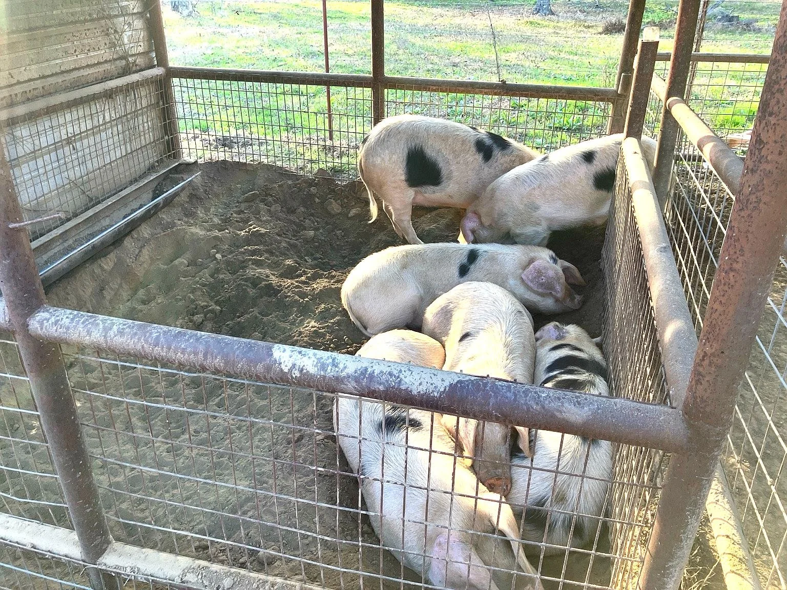 Five pigs in a muddy pen surrounded by metal fencing on a farm.