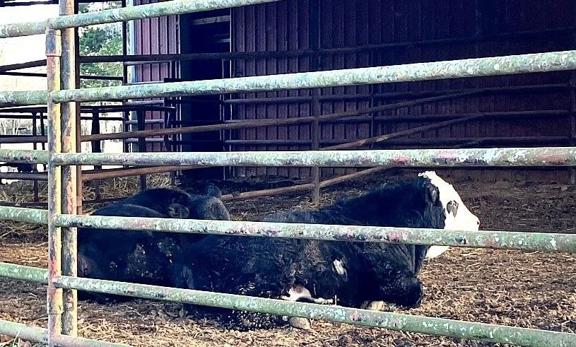 A black and white cow lying on dirt ground inside a fenced area of a barn or barn-like structure.