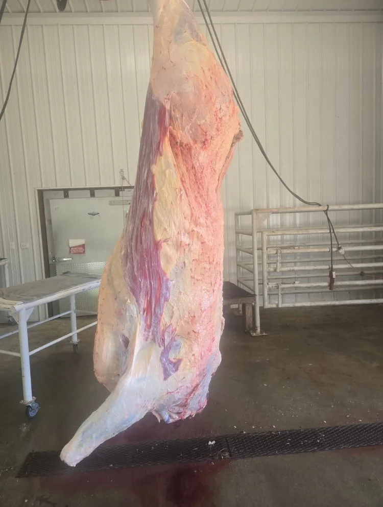 Beef hanging from meat hook in kilroom