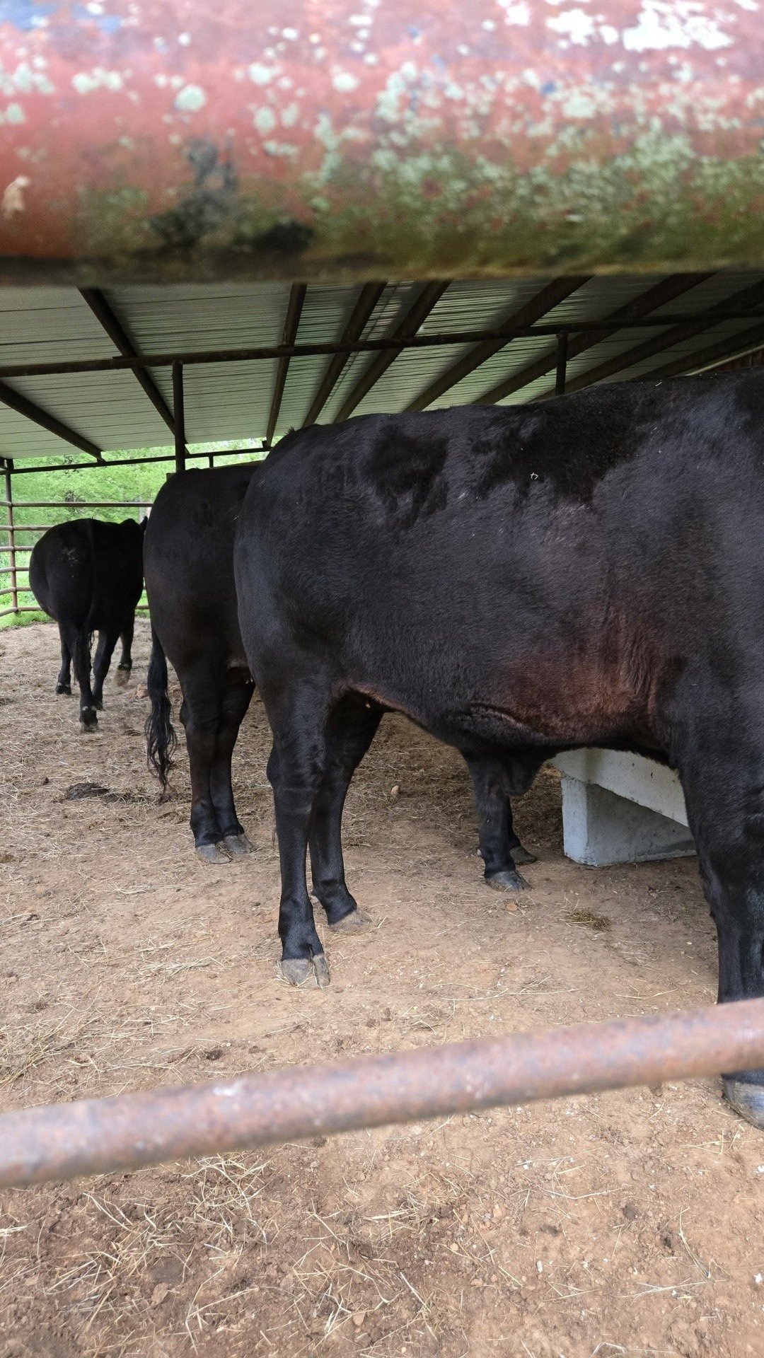 Steers ready for slaughter