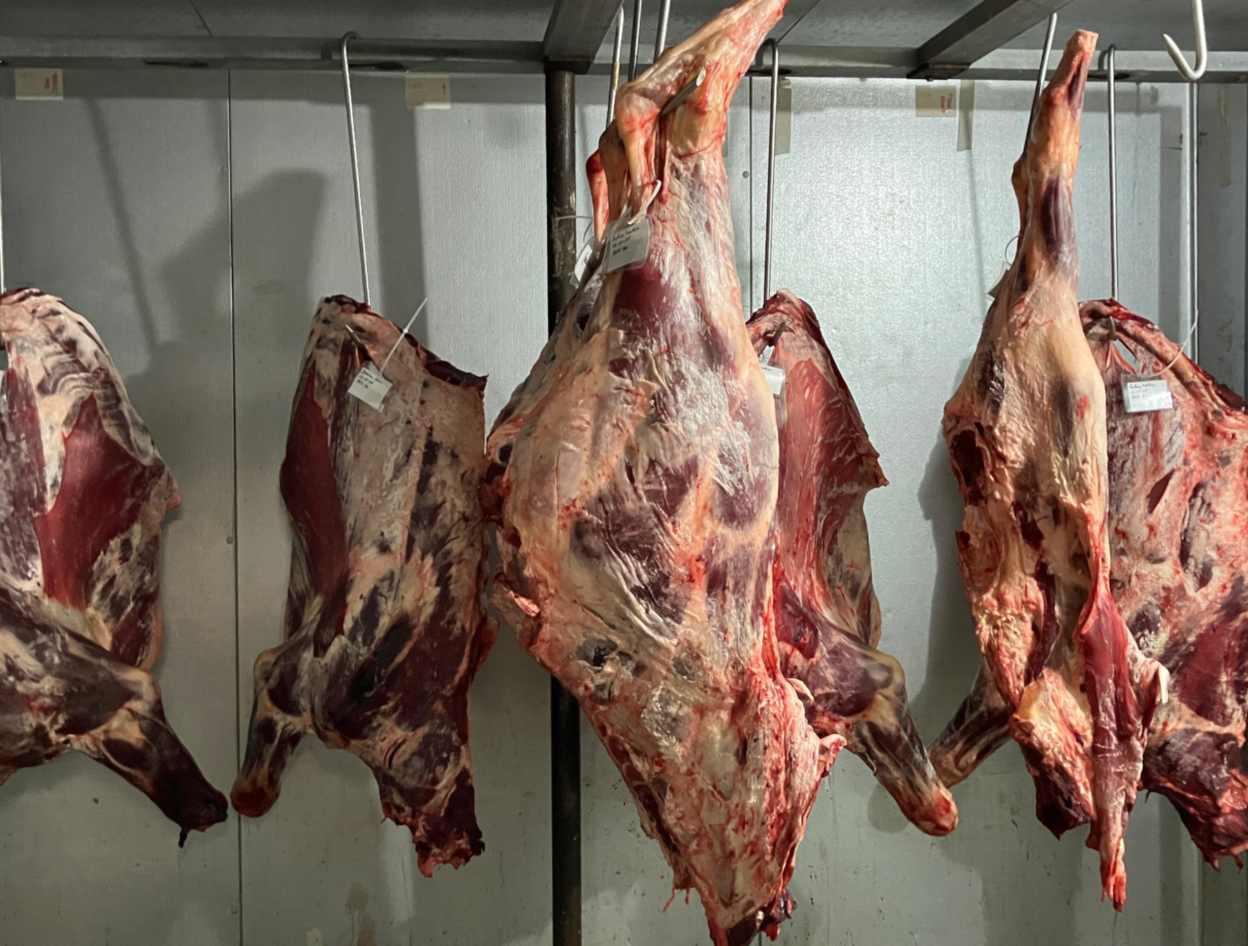 Several carcasses of meat hanging in a slaughterhouse or meat processing facility.