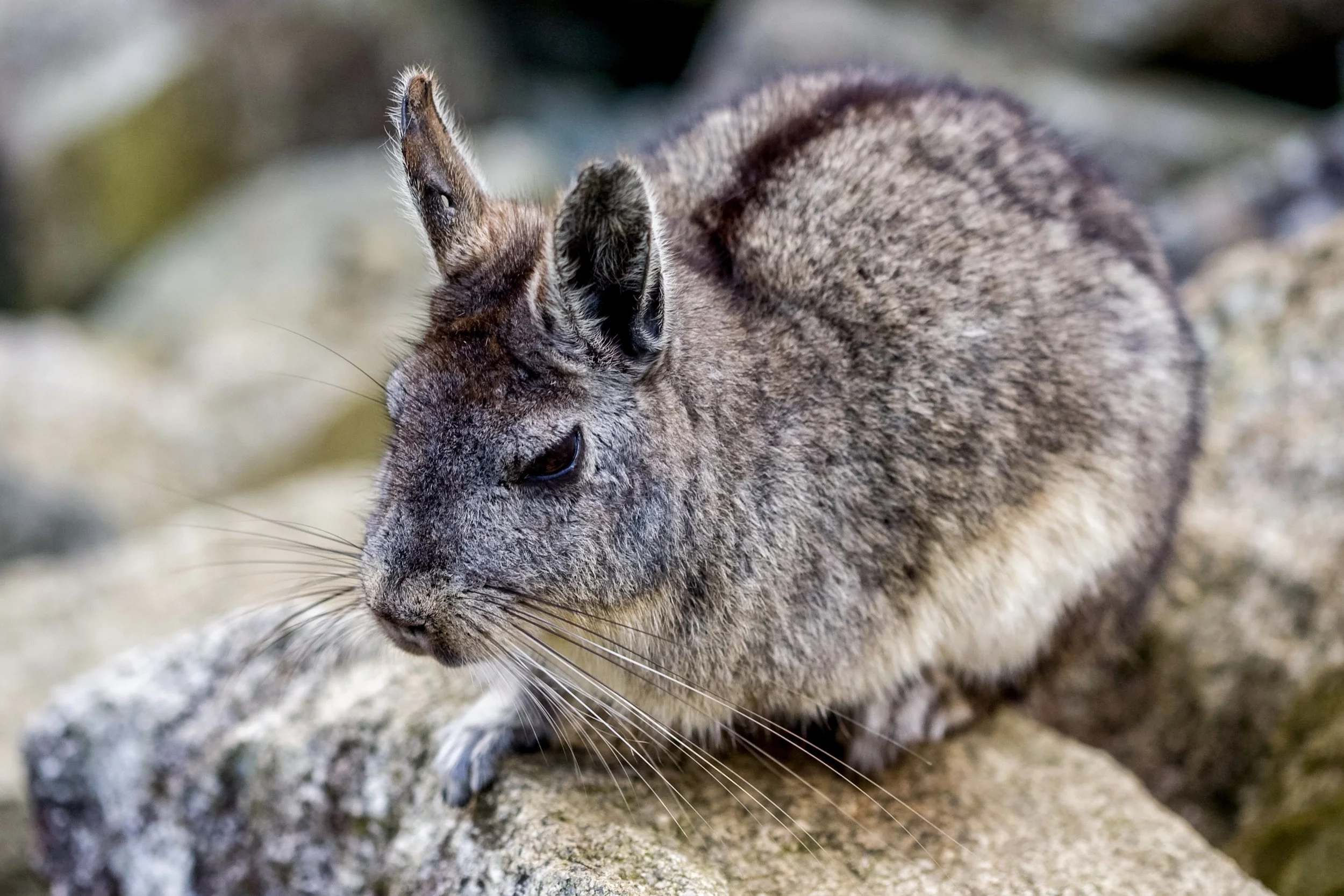 manchu pichu chinchilla.jpg