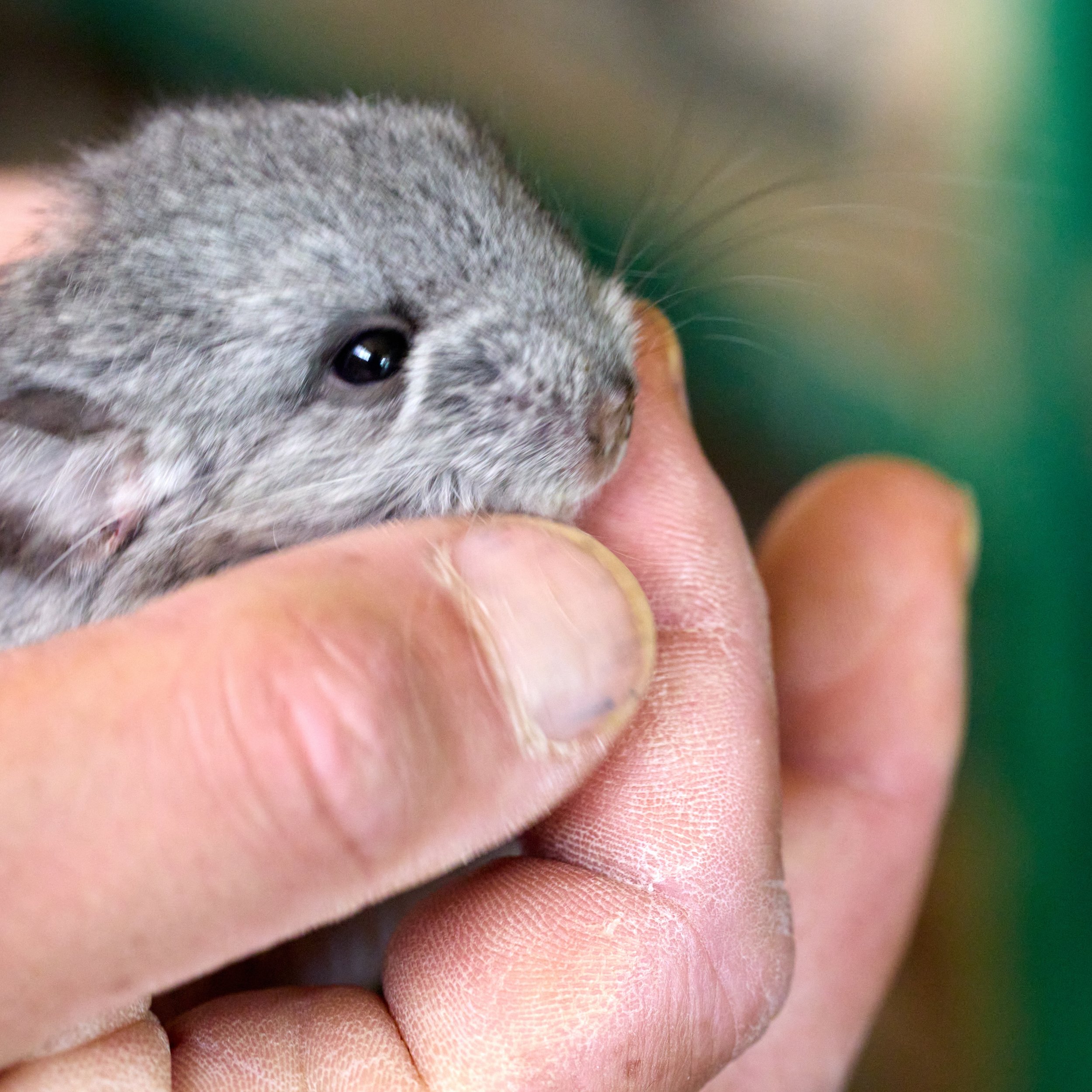 baby chinchilla.jpg