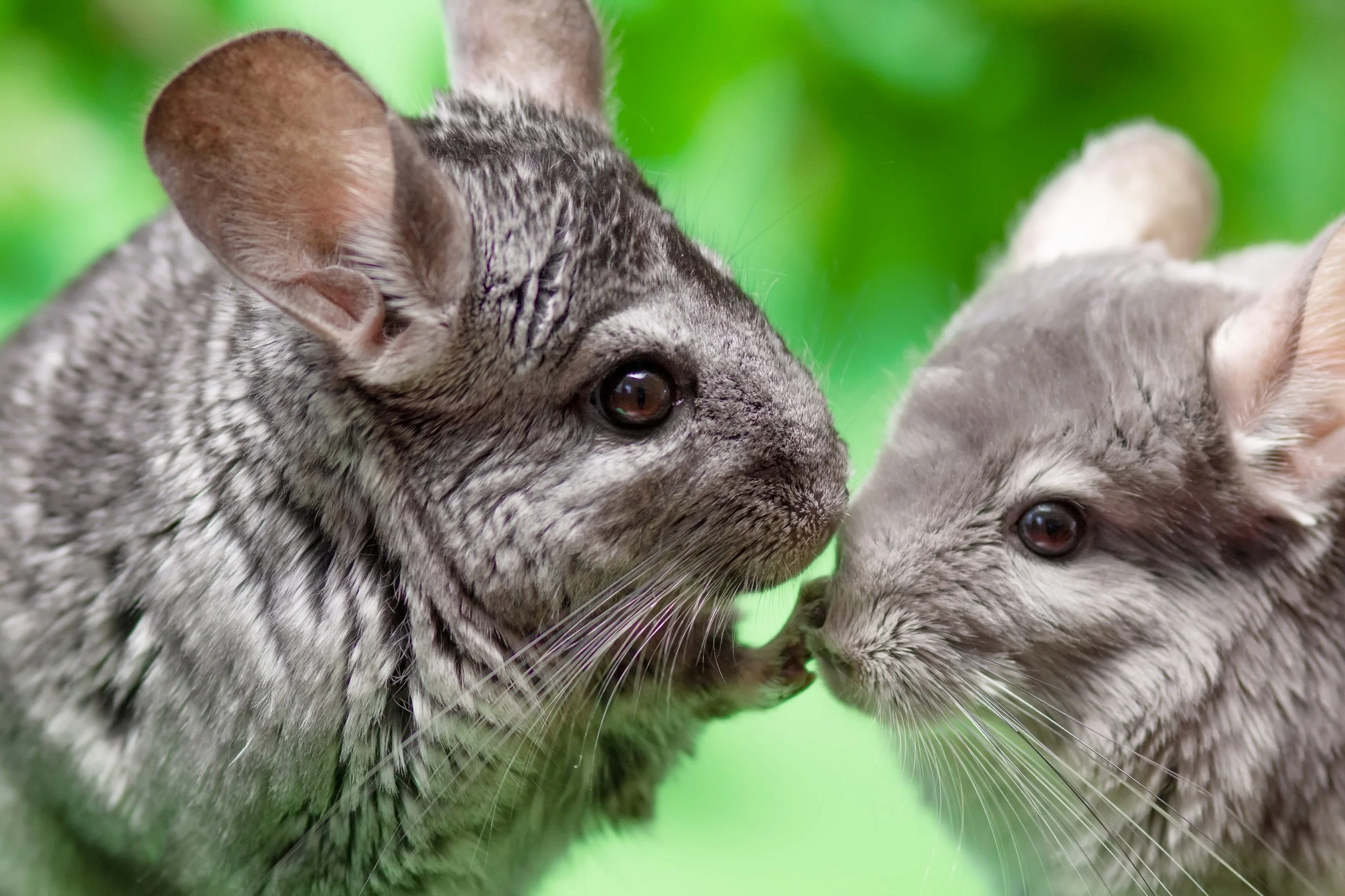 chinchillas kissing.jpg
