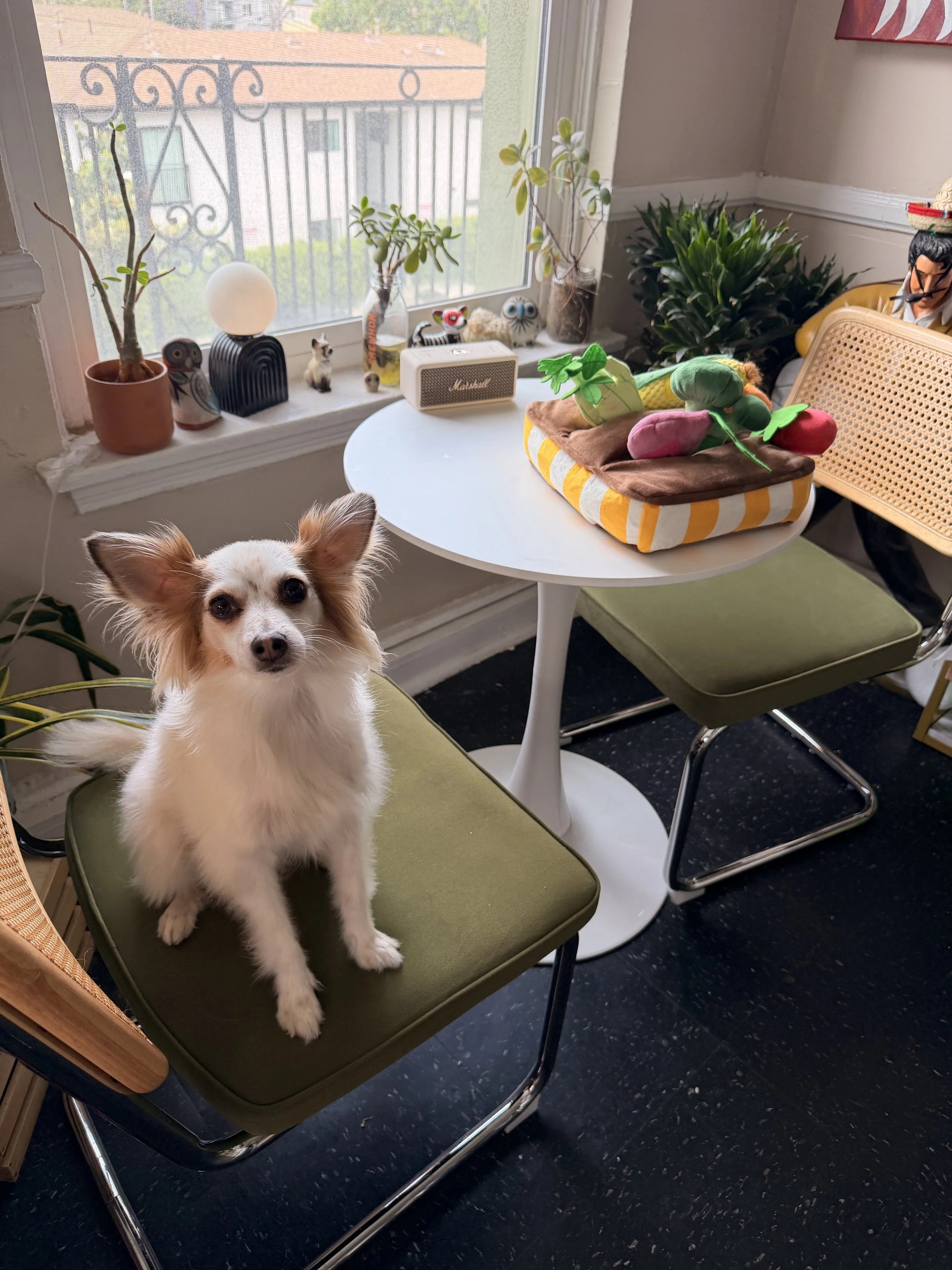 Surgery recovery must haves for a small dog