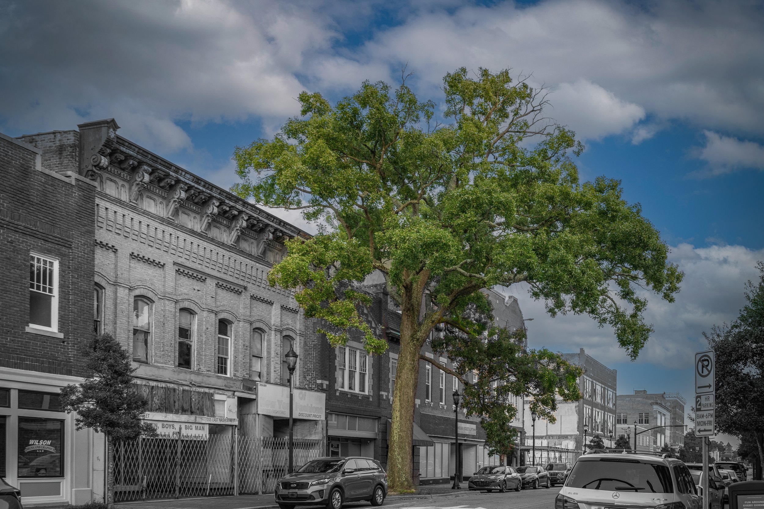City Tree - Wilson NC.jpg