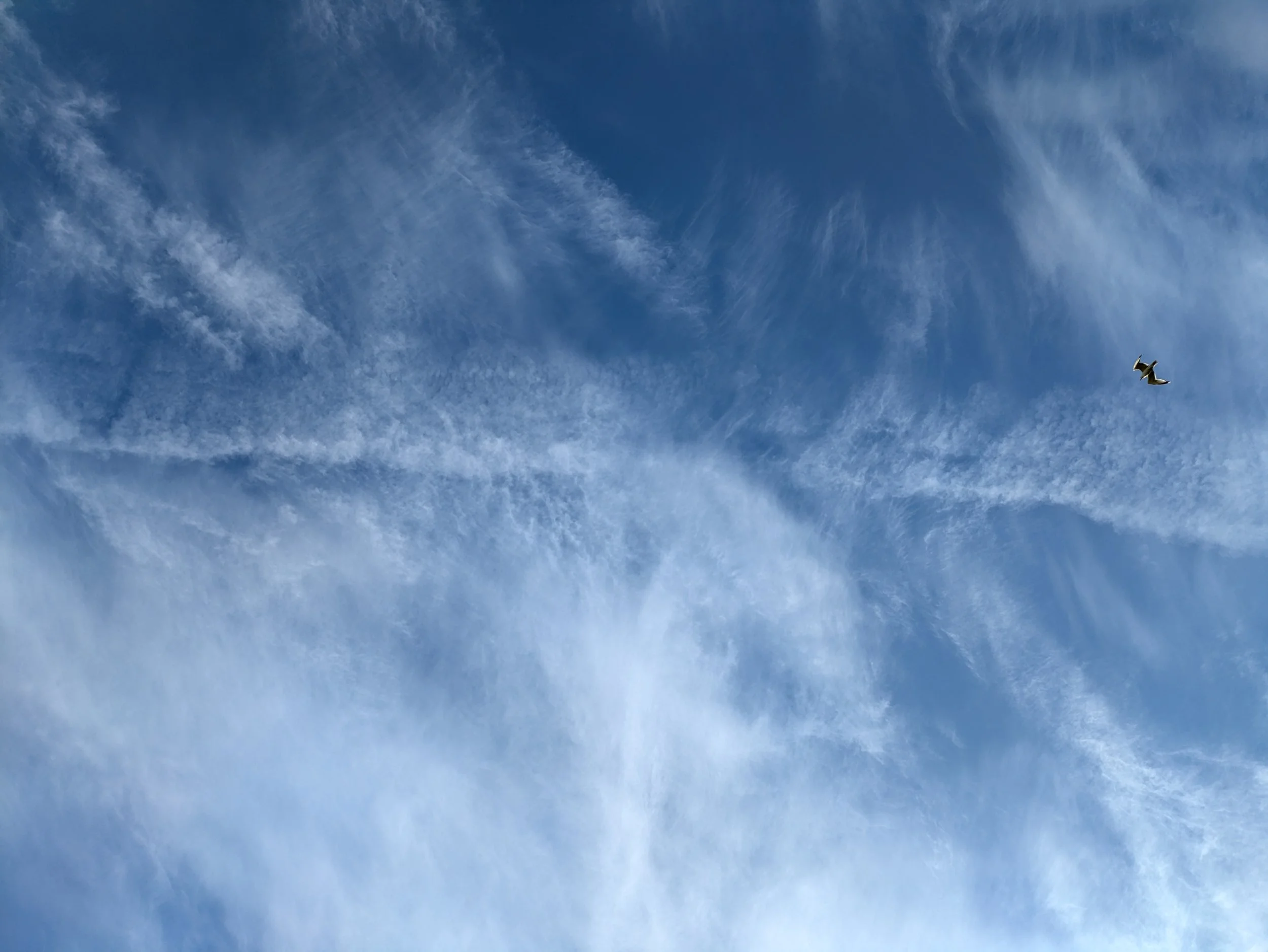 Blue skies with wispy clouds and a seagull flying