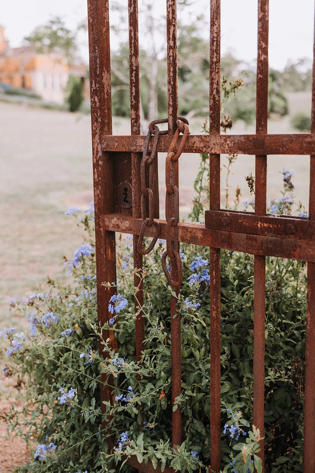 Rusty metal gate with a locked chain and padlock, surrounded by green shrubbery with blue flowers.