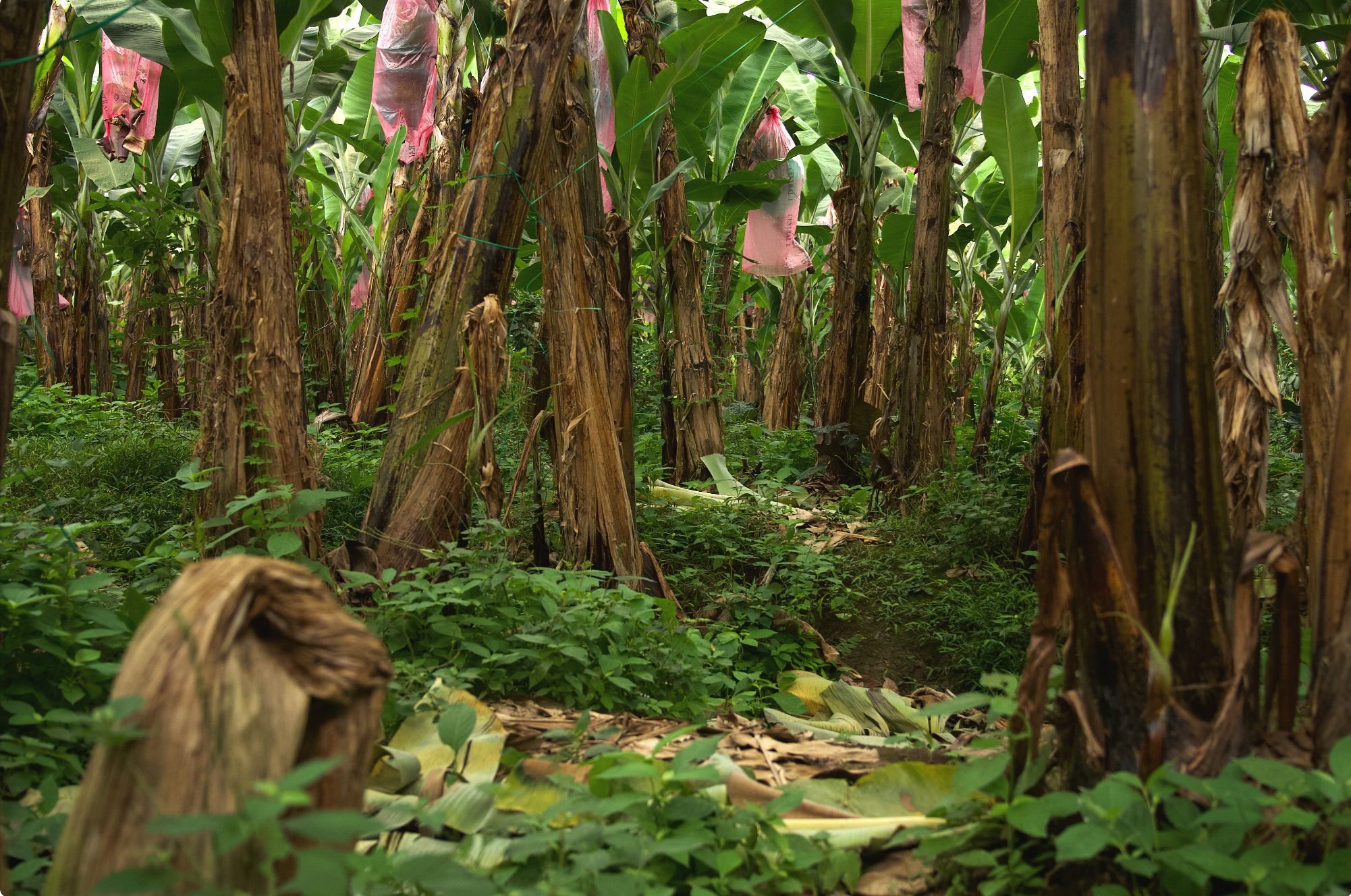 Bananera regenerativa: ecosistema autosustentable