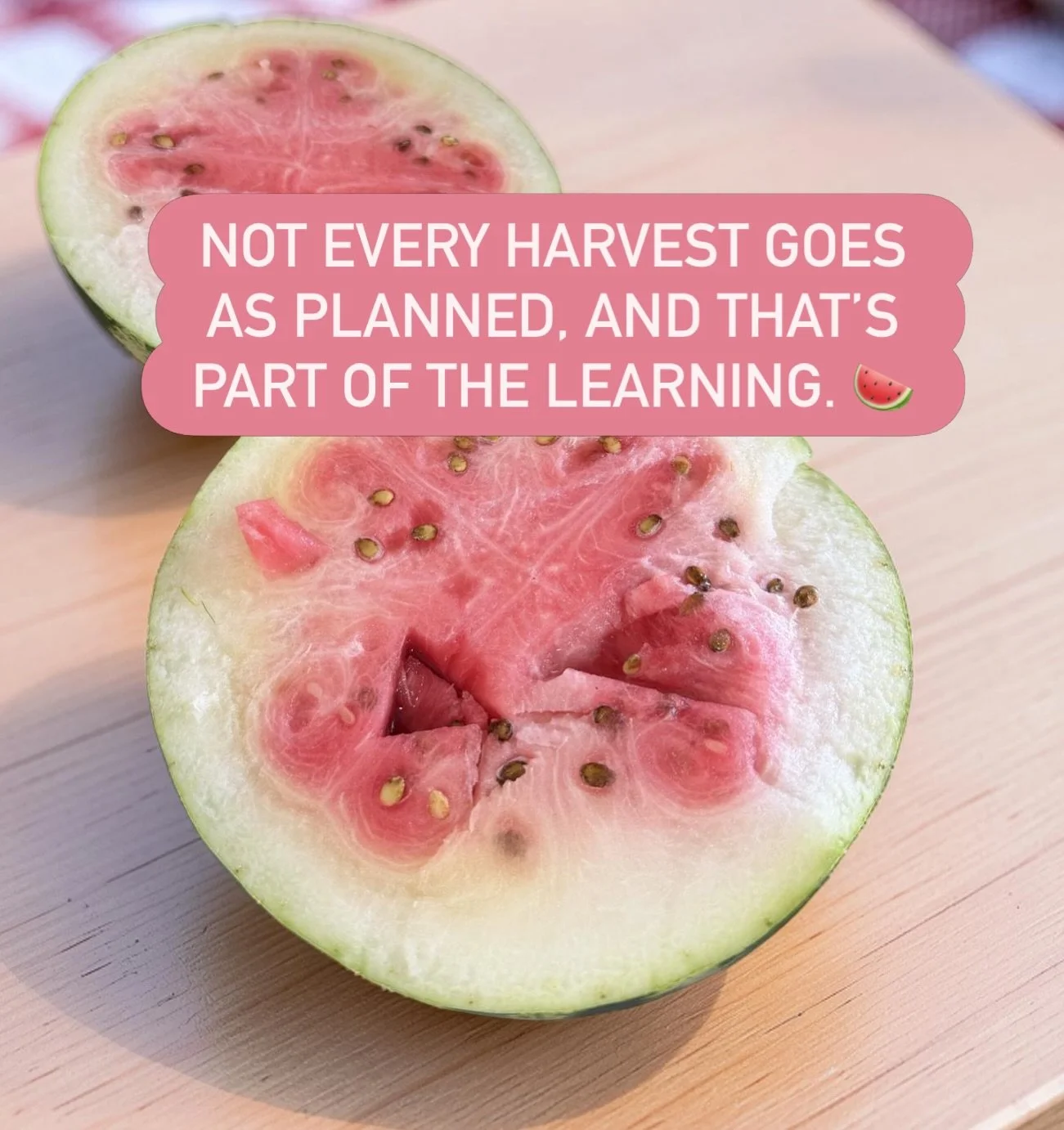 This watermelon was picked a little too early, but the experience was still valuable. Our learners discovered that growing food takes more than patience, it takes observation, timing, and the willingness to learn through mistakes.

At Philo Learning 