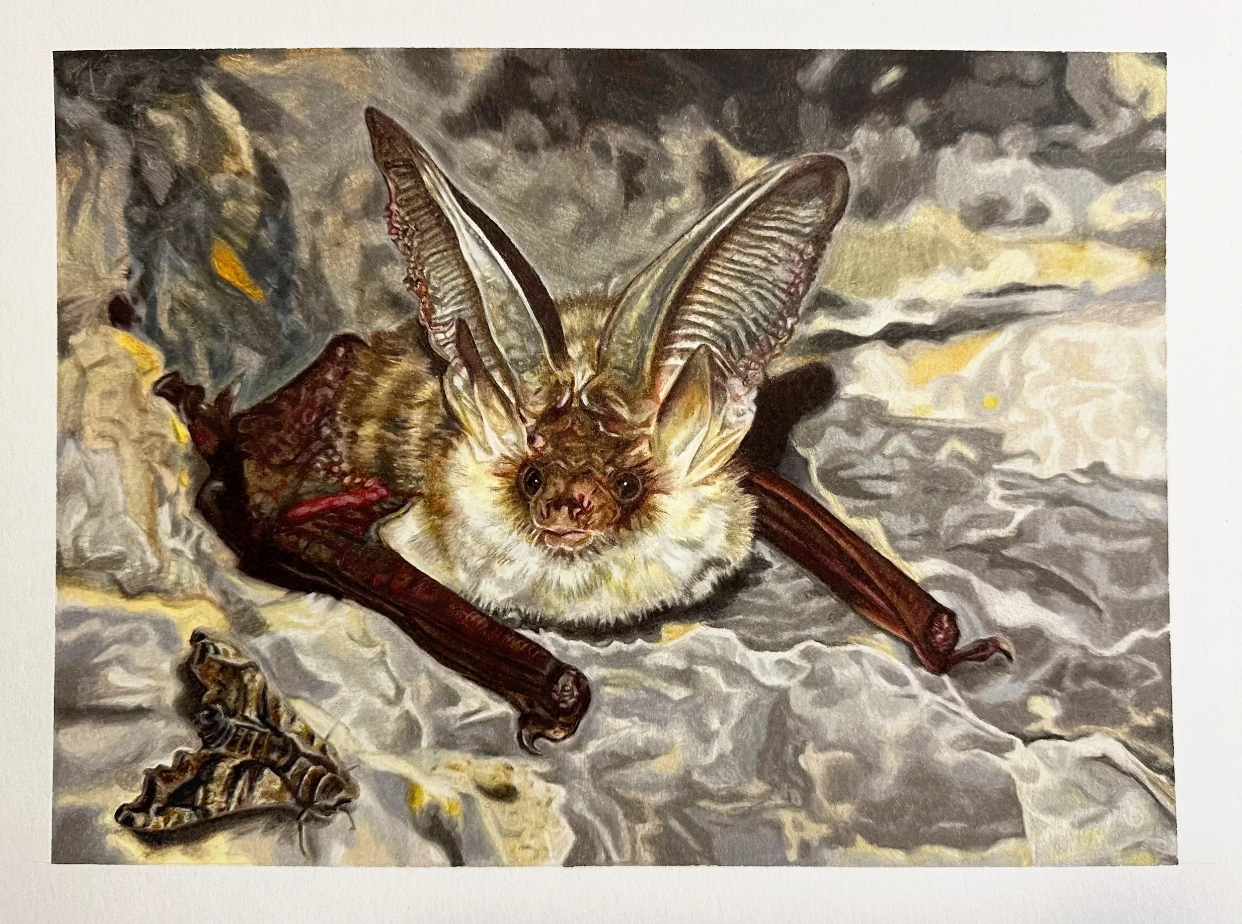 A realistic painting of a bat with its wings spread out, lying on a rocky surface.