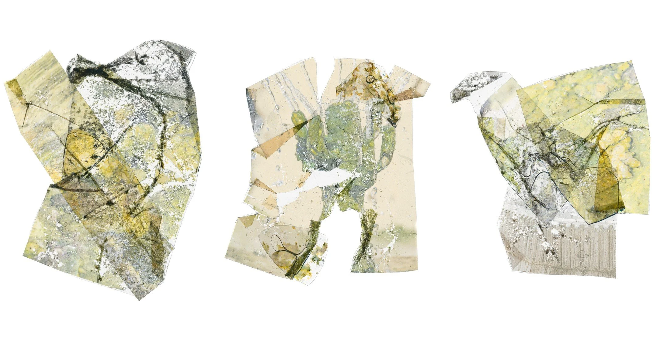 In the Warm Green
Spring 2025
Archival Inkjet Print
24" x 12"

#unt #untphotography #untcvad #texasphotography #mfagrad #photography #artphotography #alternativephotography #texasartist #dallasart #dallasartist #dentontx