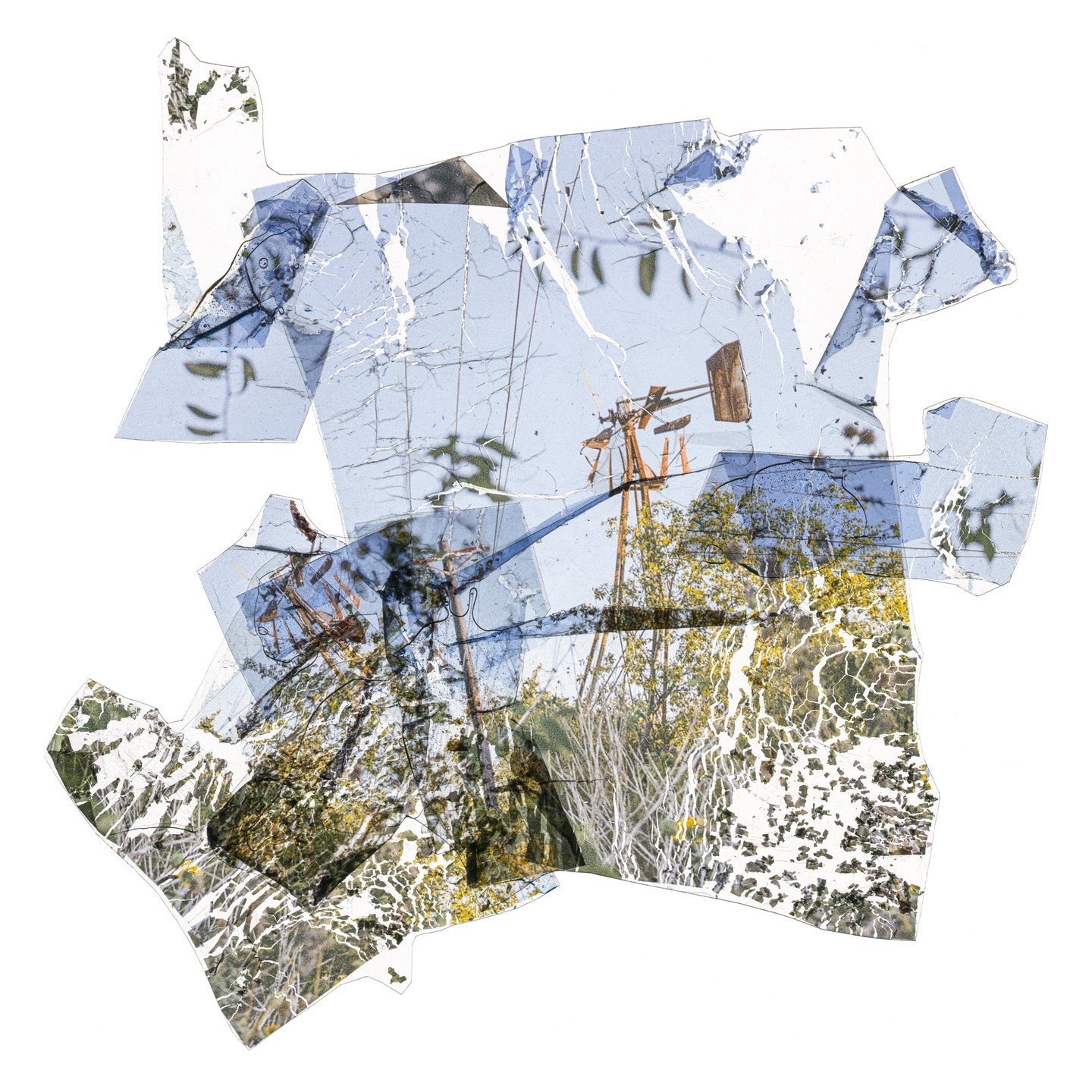 Windbeaten (What have you weathered?), 2024
Archival Inkjet Print
24&rdquo; x 24&rdquo;

#unt #untphotography #untcvad #texasphotography #mfagrad #photography #artphotography #alternativephotography #texasartist #dallasart #dallasartist #dentontx