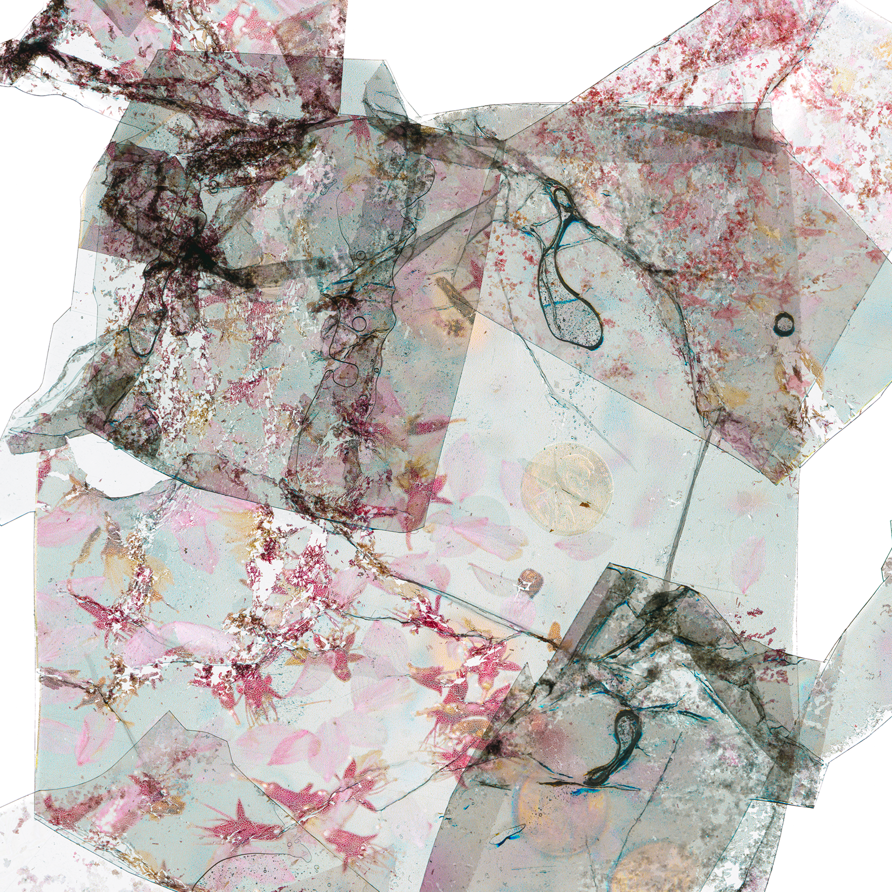 Bygone Blooms and Faded Wishes