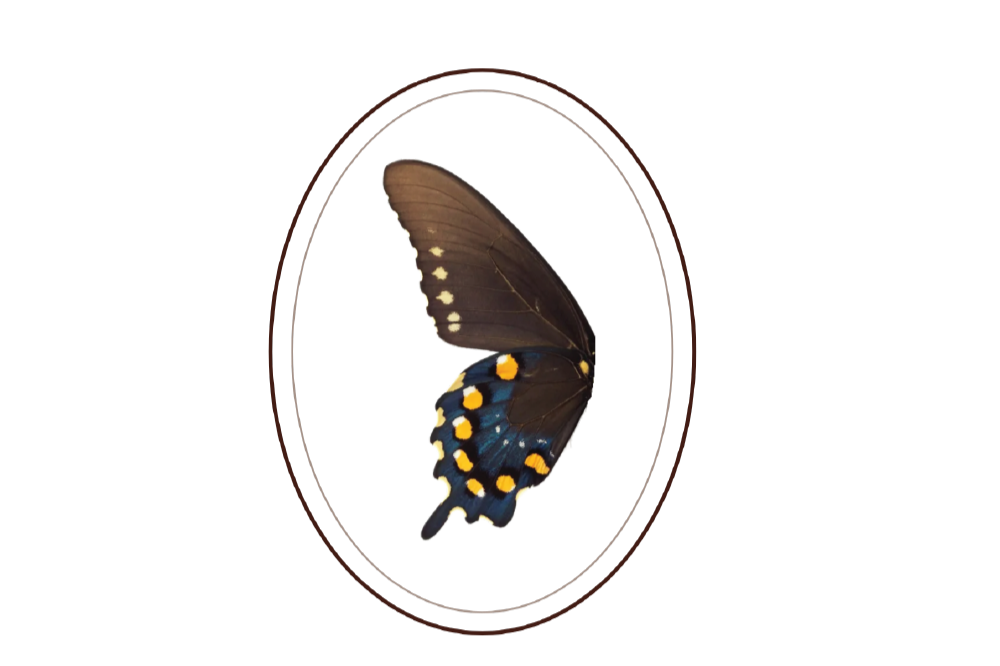 Close-up of a butterfly with black wings and yellow and blue spots on its lower wings.