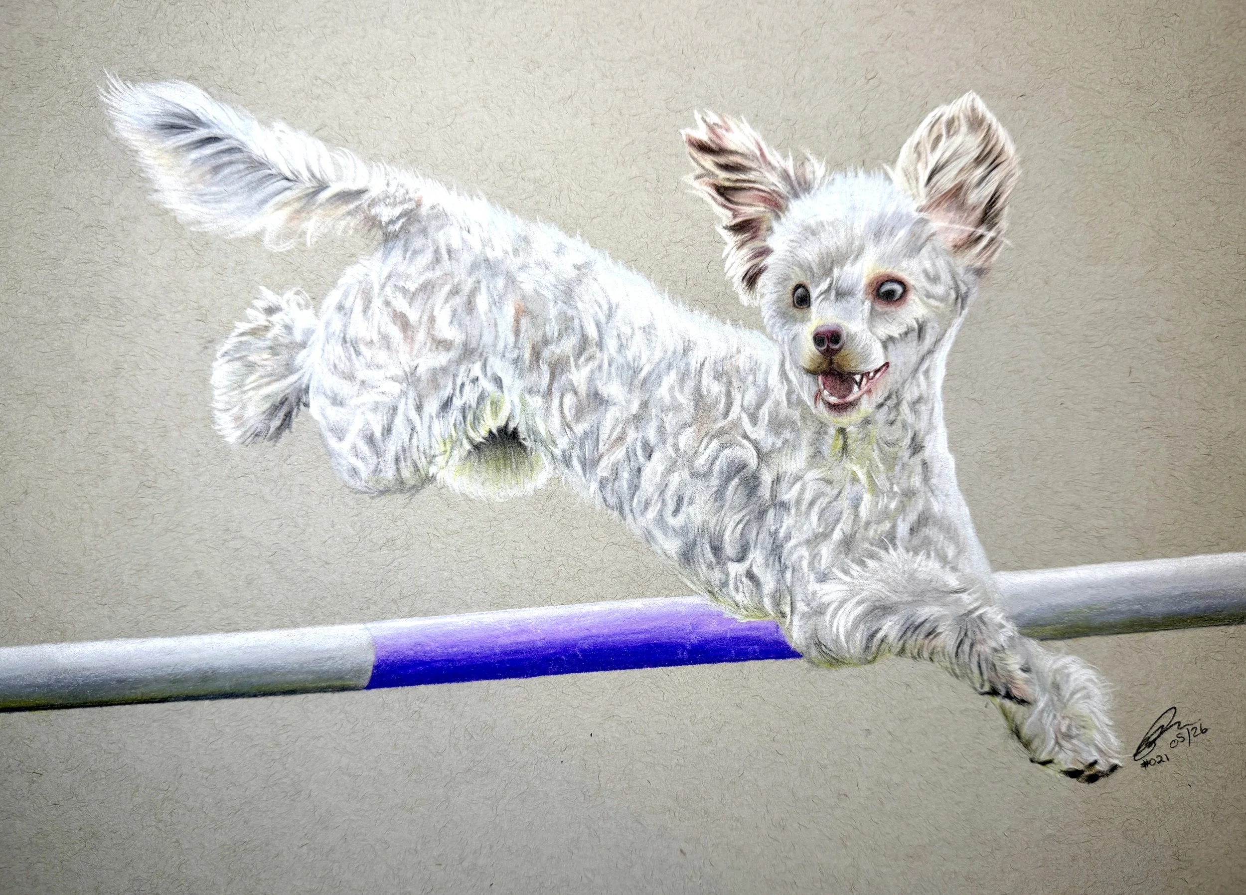 Painting of a small white dog running with a purple and silver pole.