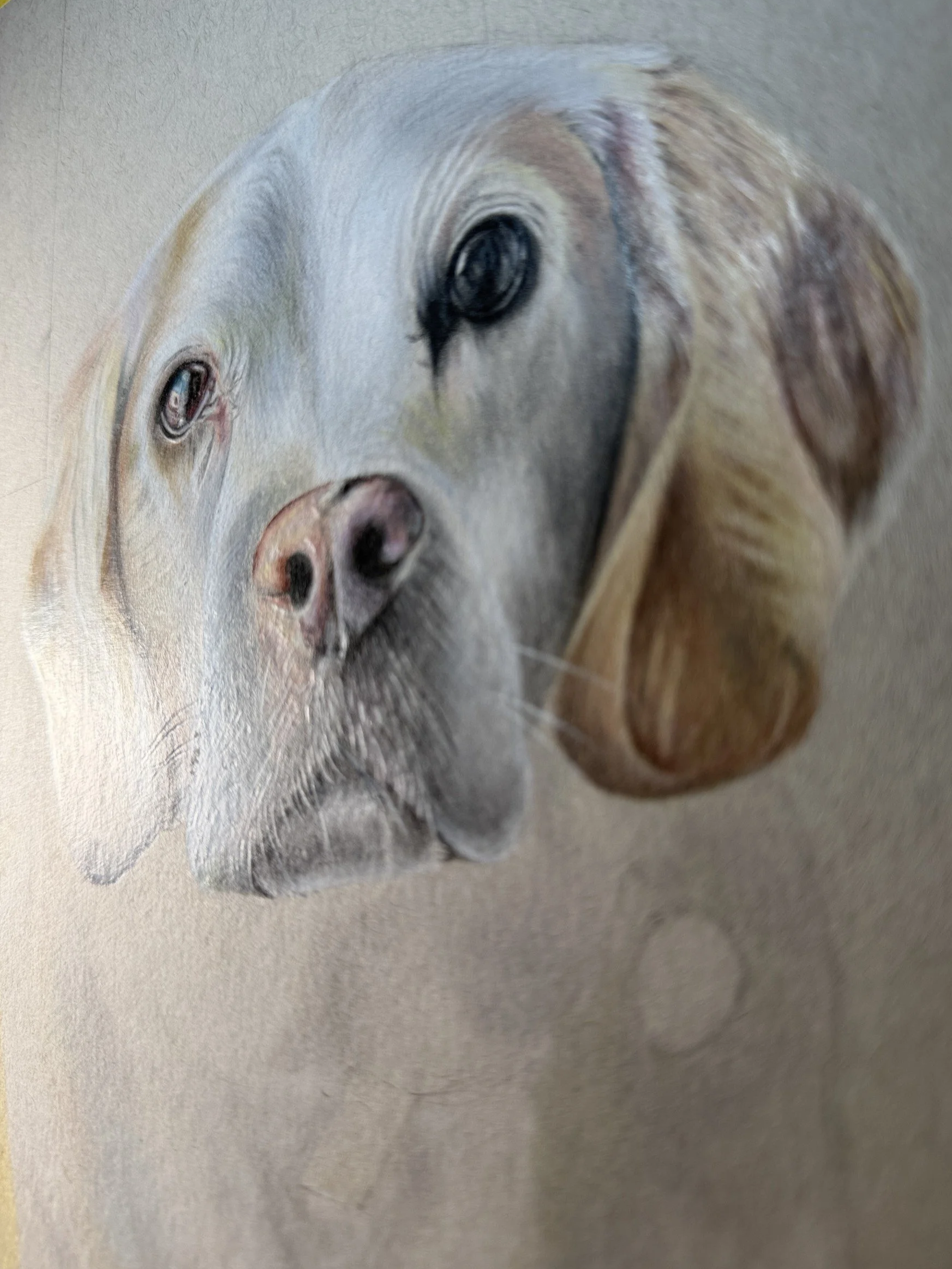 Pet Portrait Artist