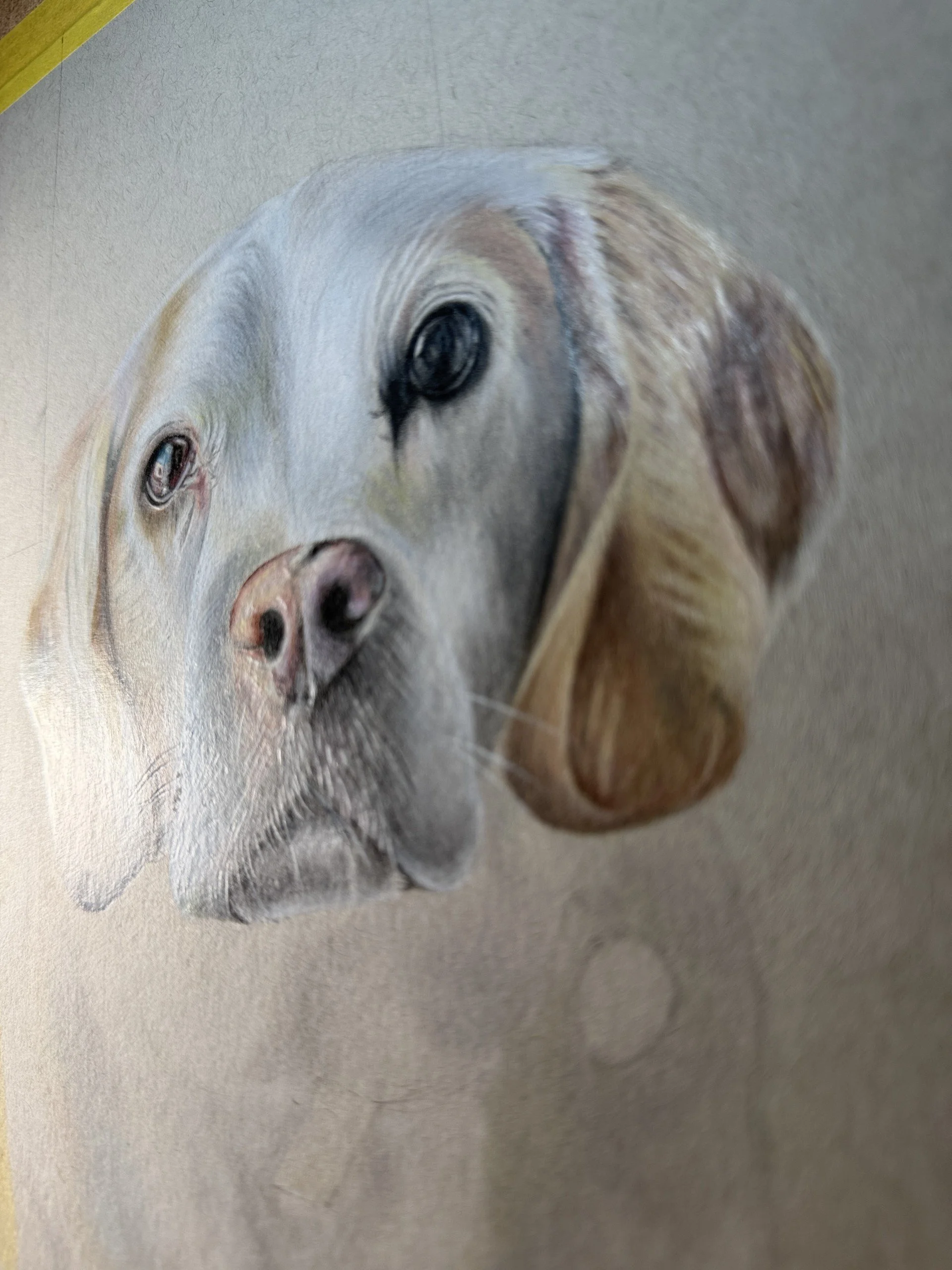 Close-up of a detailed, realistic drawing of a dog's face, emphasizing the eyes, nose, and fur texture.