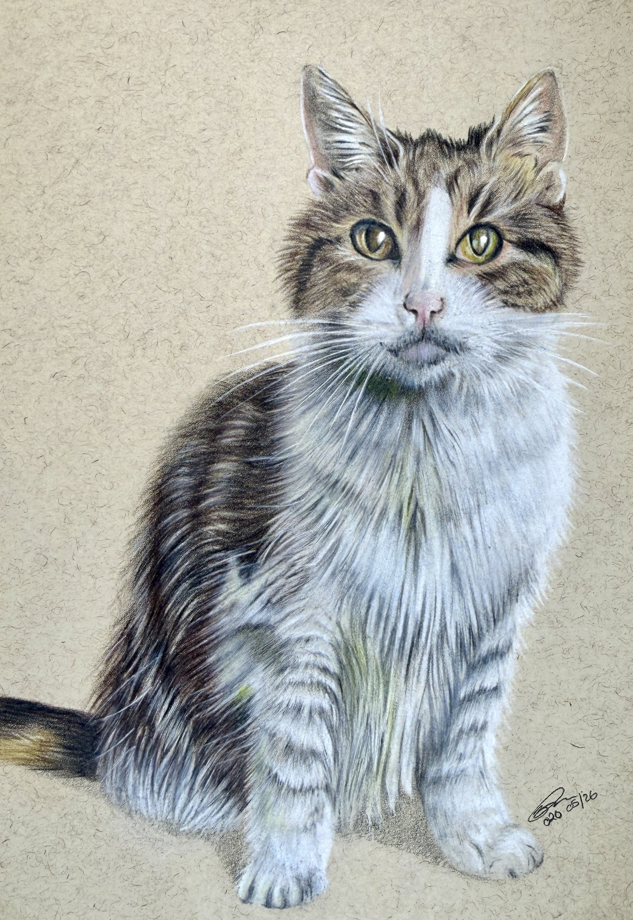 Realistic drawing of a tabby cat with white paws and chest, sitting on a beige background.