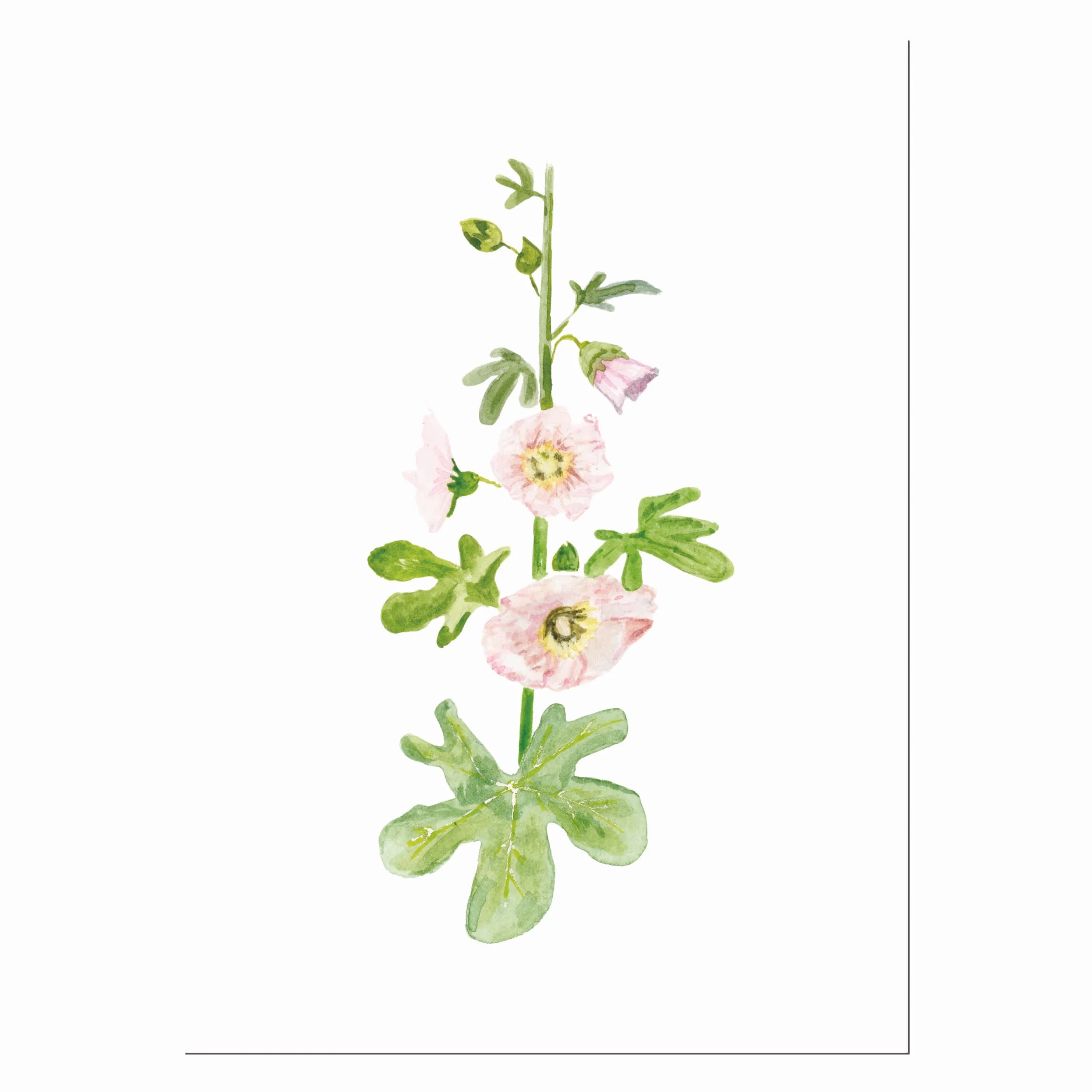 Hollyhock Print