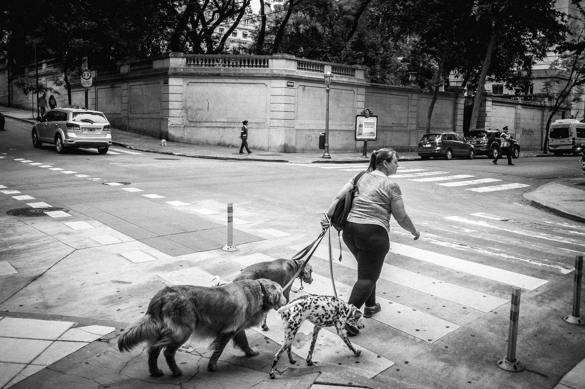 Walking the dog, Buenos Aires. Owners and professional pet walkers exercise their animals around the streets and parks of the Buenos Aires, capital of Argentina. Photograph Michael Craig