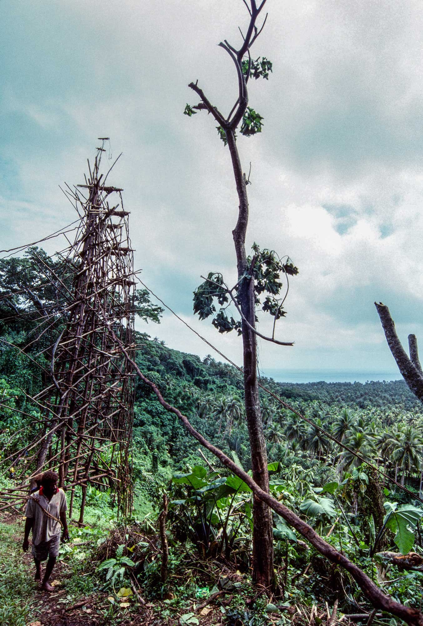 The tower. Naghol (or land diving) is a significant cultural ritual on Pentecost Island, Vanuatu, performed by men from April to June to ensure a bountiful yam harvest