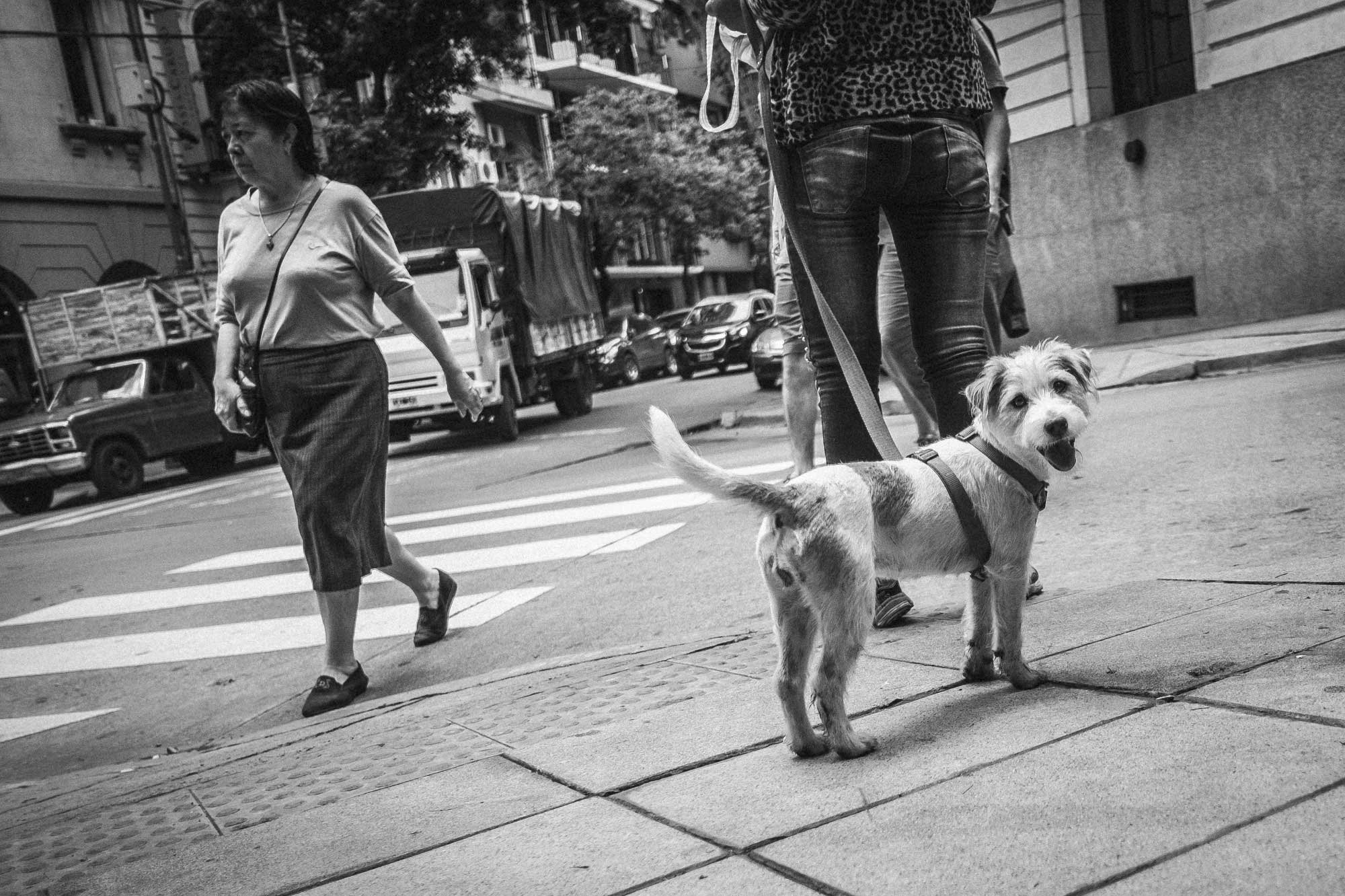 Walking the dog, Buenos Aires. Owners and professional pet walkers exercise their animals around the streets and parks of the Buenos Aires, capital of Argentina. Photograph Michael Craig