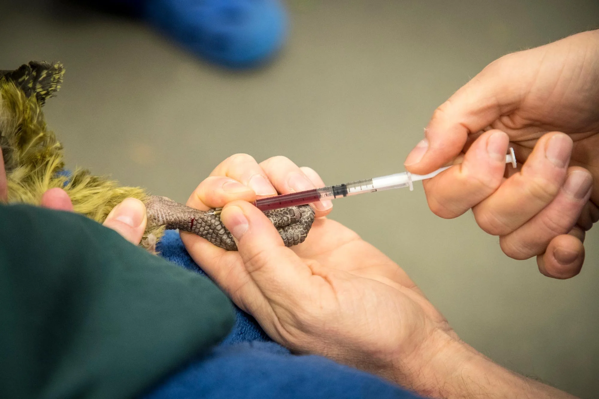 The fungal infection aspergillosis is threatening the Whenua Hou/Codfish Island kākāpō population. Since April, seven birds have died and 13 more cases have been confirmed. There are currently 142 adult kākāpō in the world and this year was a record 
