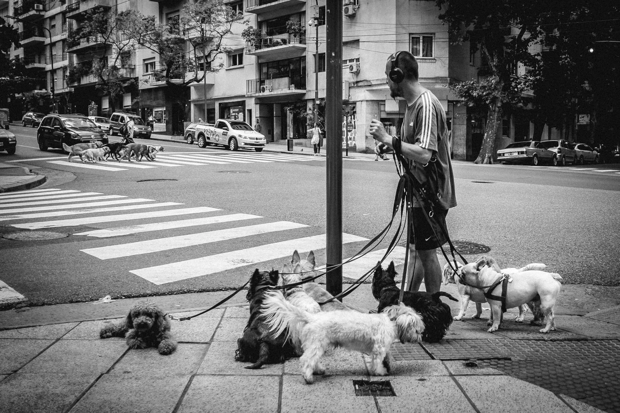 Walking the dog, Buenos Aires. Owners and professional pet walkers exercise their animals around the streets and parks of the Buenos Aires, capital of Argentina. Photograph Michael Craig