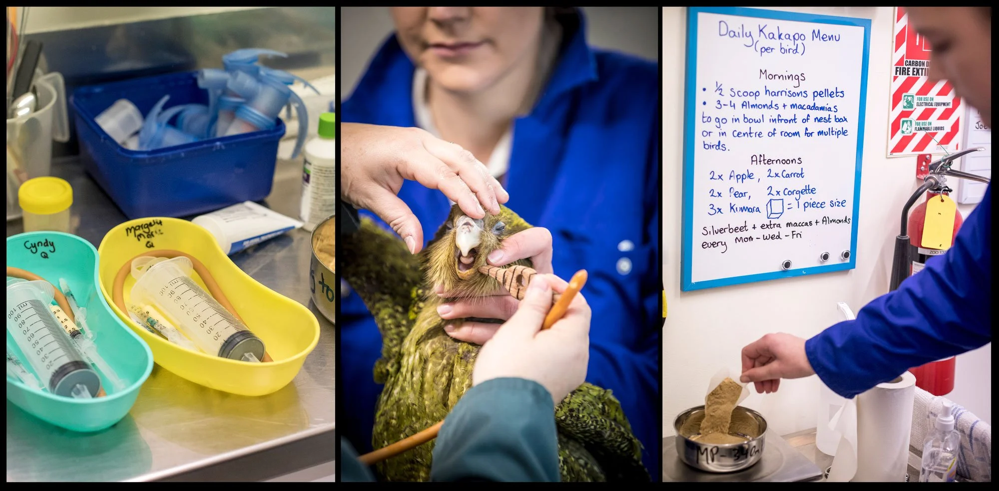 The fungal infection aspergillosis is threatening the Whenua Hou/Codfish Island kākāpō population. Since April, seven birds have died and 13 more cases have been confirmed. There are currently 142 adult kākāpō in the world and this year was a record 
