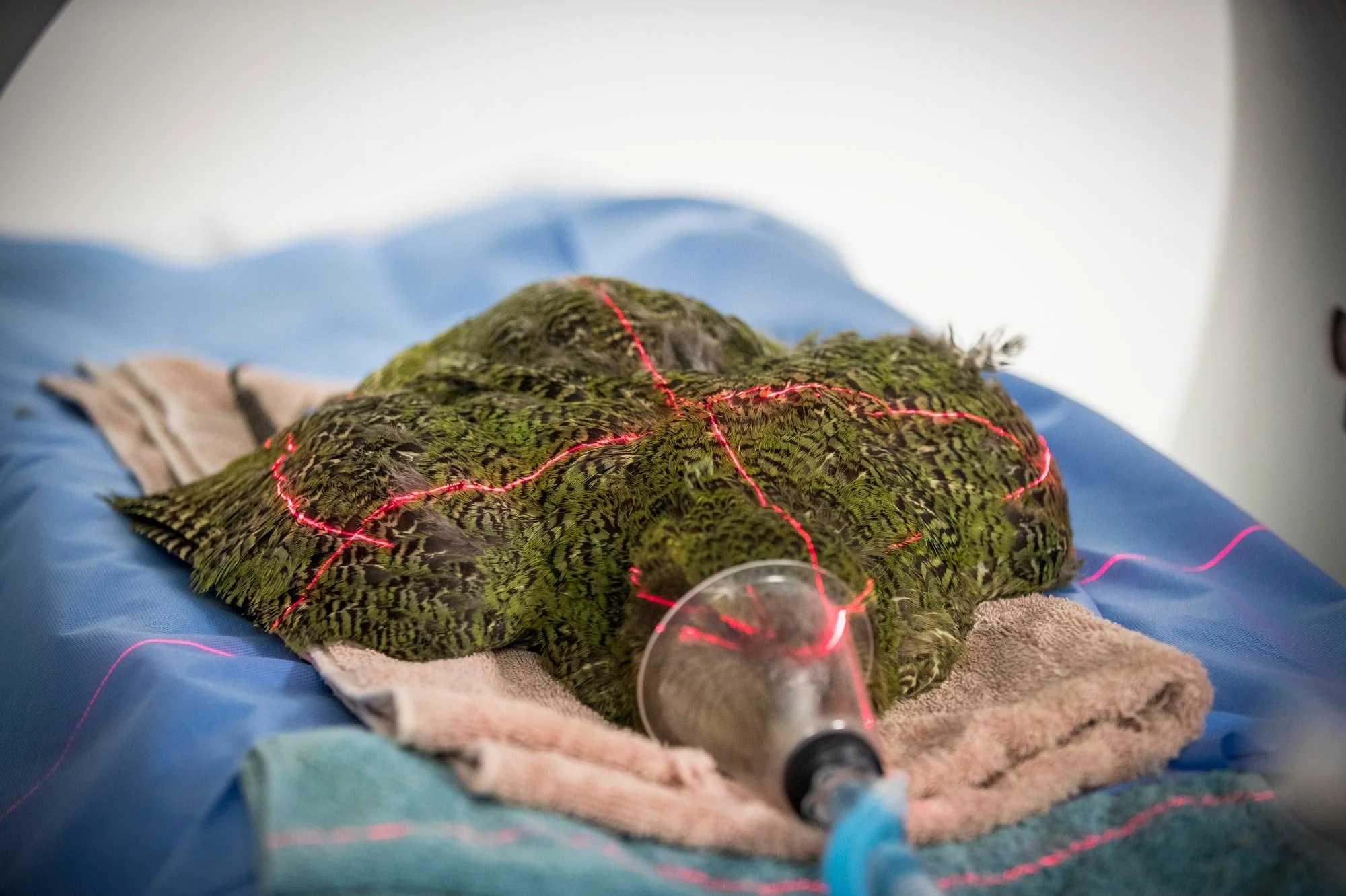 The fungal infection aspergillosis is threatening the Whenua Hou/Codfish Island kākāpō population. Since April, seven birds have died and 13 more cases have been confirmed. There are currently 142 adult kākāpō in the world and this year was a record 