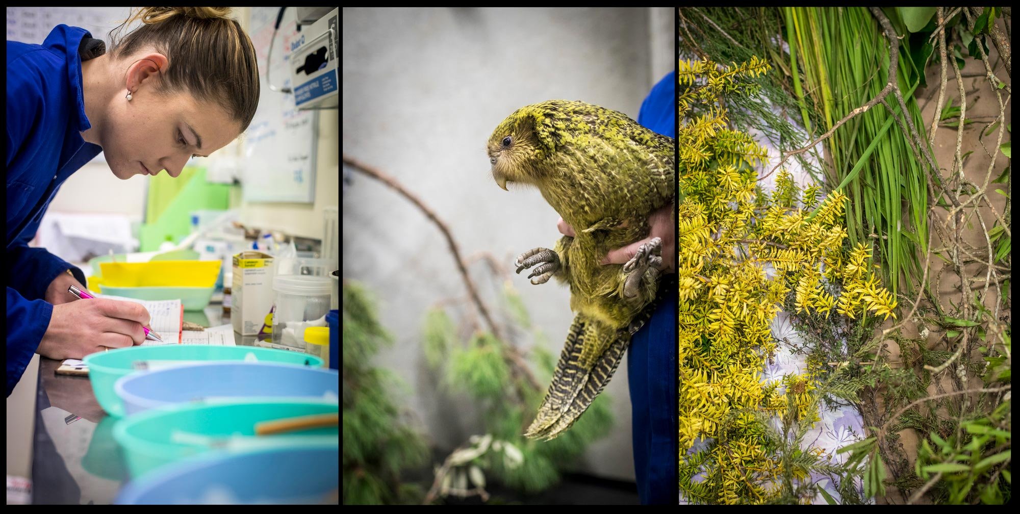 The fungal infection aspergillosis is threatening the Whenua Hou/Codfish Island kākāpō population. Since April, seven birds have died and 13 more cases have been confirmed. There are currently 142 adult kākāpō in the world and this year was a record 