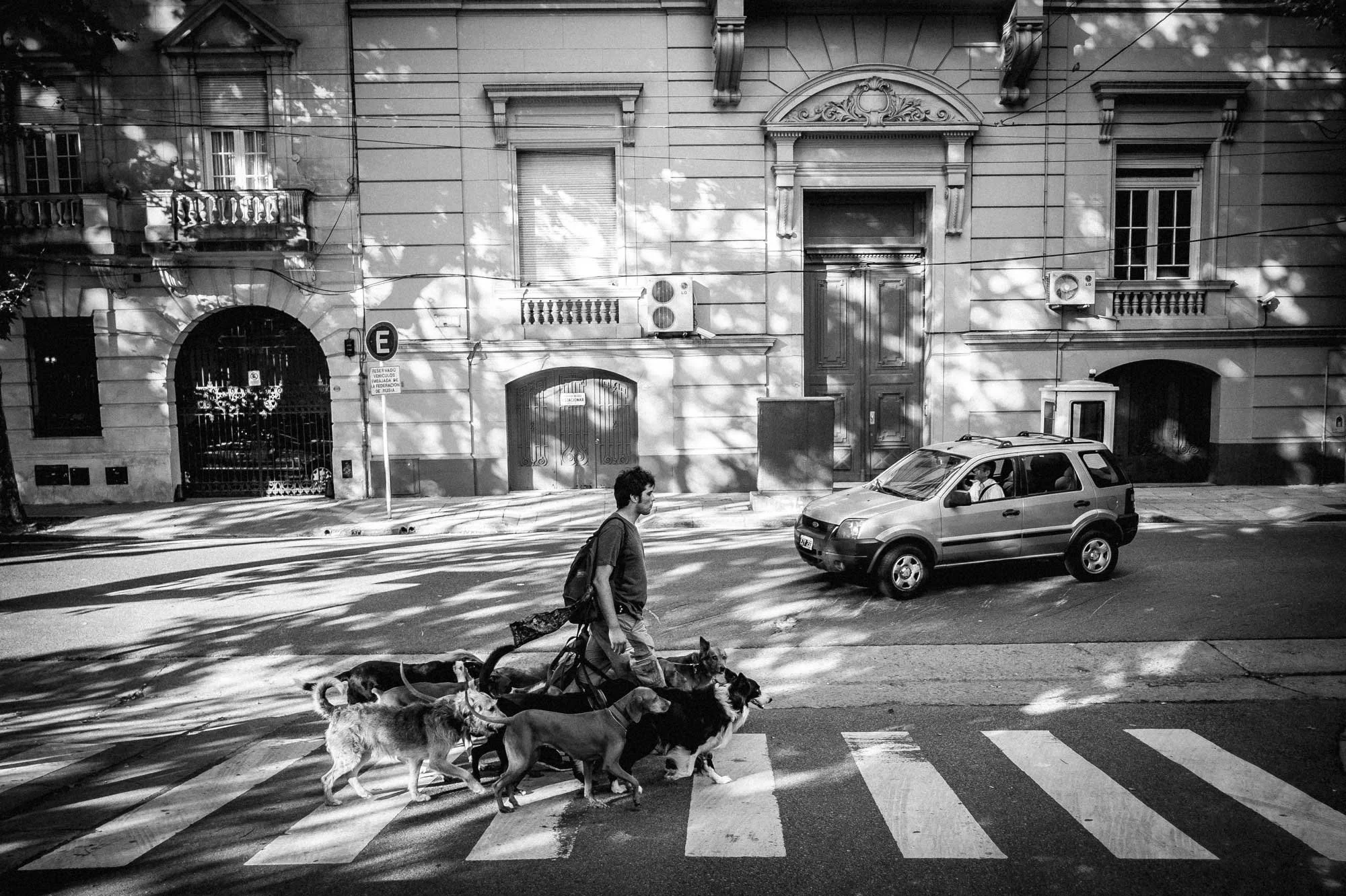 Walking the dog, Buenos Aires. Owners and professional pet walkers exercise their animals around the streets and parks of the Buenos Aires, capital of Argentina. Photograph Michael Craig