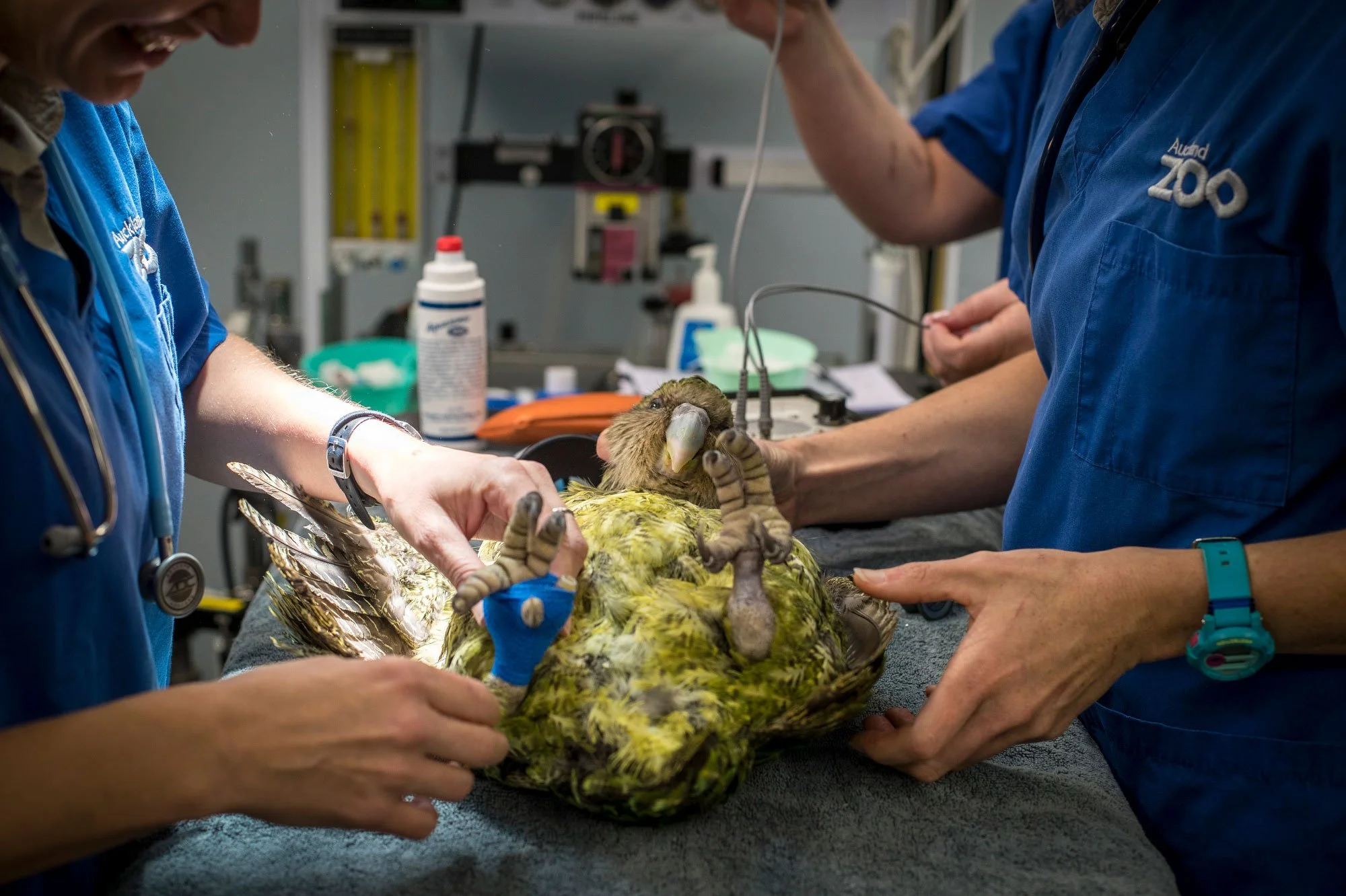 The fungal infection aspergillosis is threatening the Whenua Hou/Codfish Island kākāpō population. Since April, seven birds have died and 13 more cases have been confirmed. There are currently 142 adult kākāpō in the world and this year was a record 