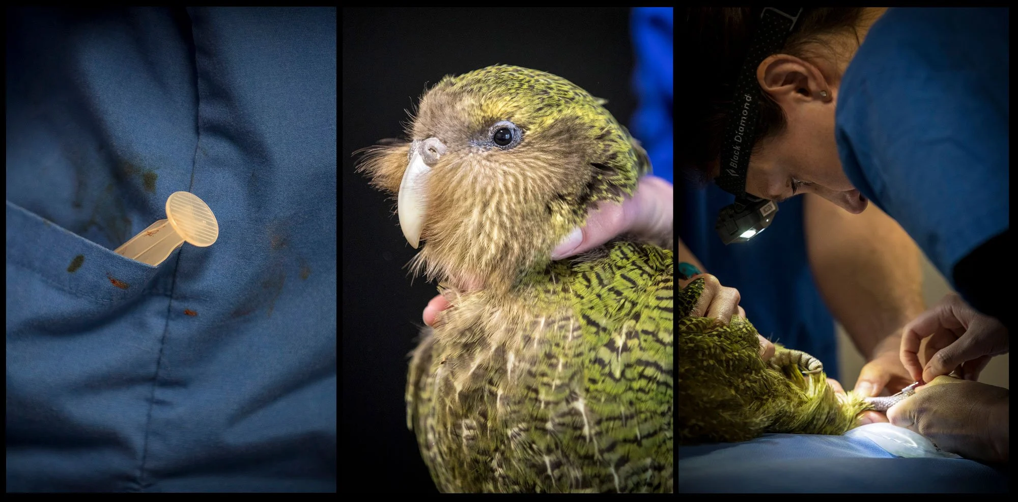 The fungal infection aspergillosis is threatening the Whenua Hou/Codfish Island kākāpō population. Since April, seven birds have died and 13 more cases have been confirmed. There are currently 142 adult kākāpō in the world and this year was a record 