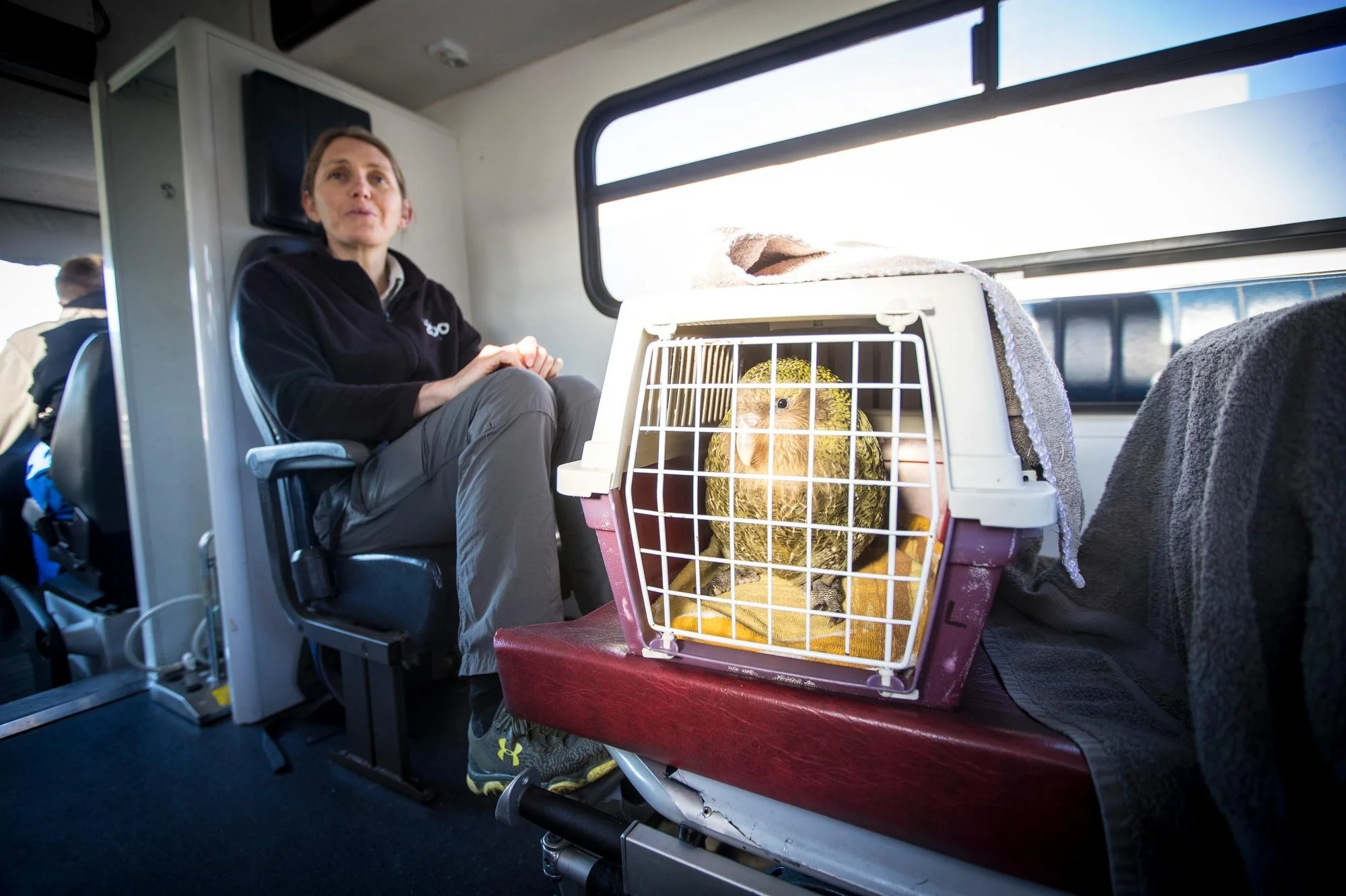 The fungal infection aspergillosis is threatening the Whenua Hou/Codfish Island kākāpō population. Since April, seven birds have died and 13 more cases have been confirmed. There are currently 142 adult kākāpō in the world and this year was a record 