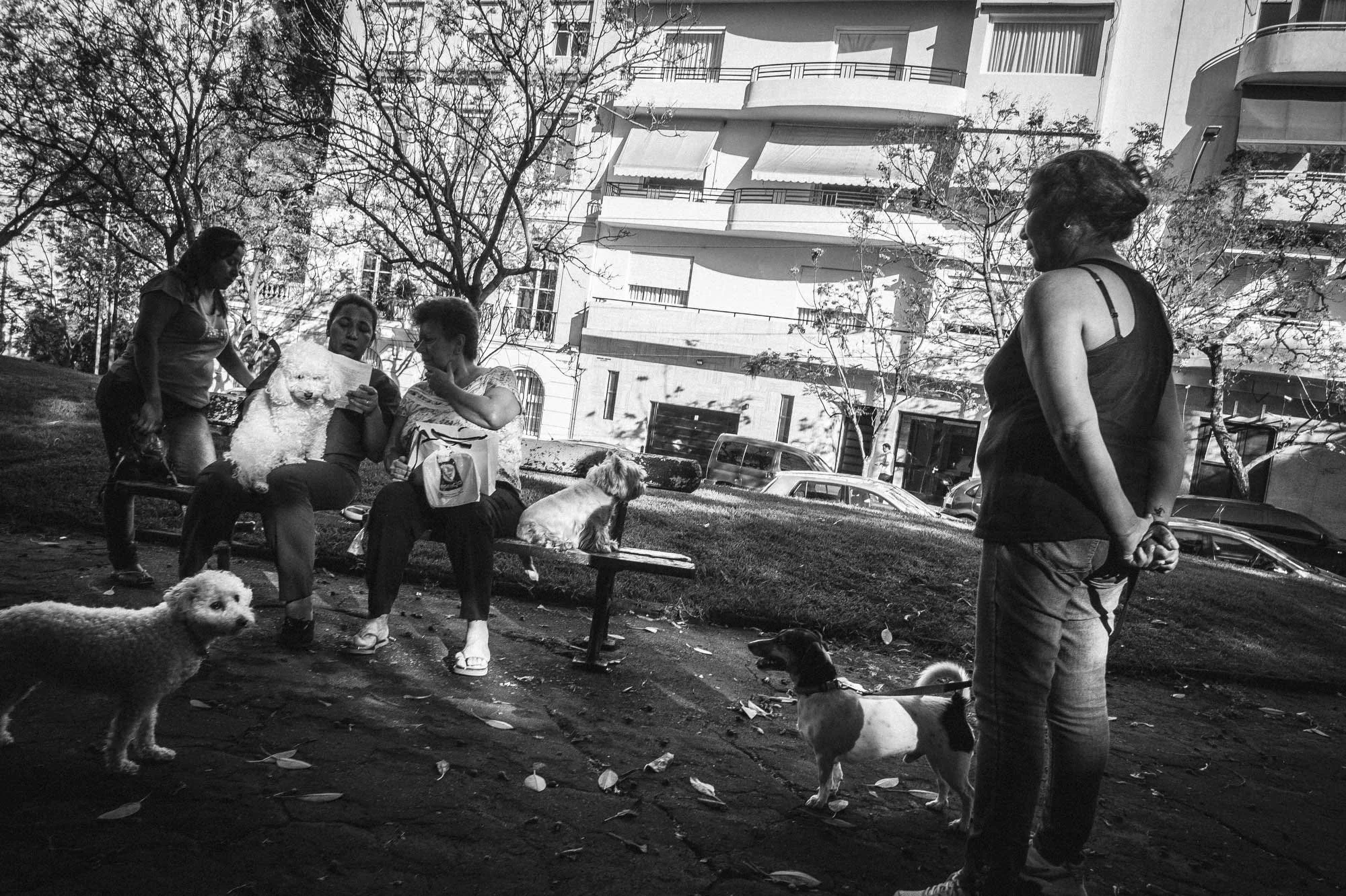 Walking the dog, Buenos Aires. Owners and professional pet walkers exercise their animals around the streets and parks of the Buenos Aires, capital of Argentina. Photograph Michael Craig