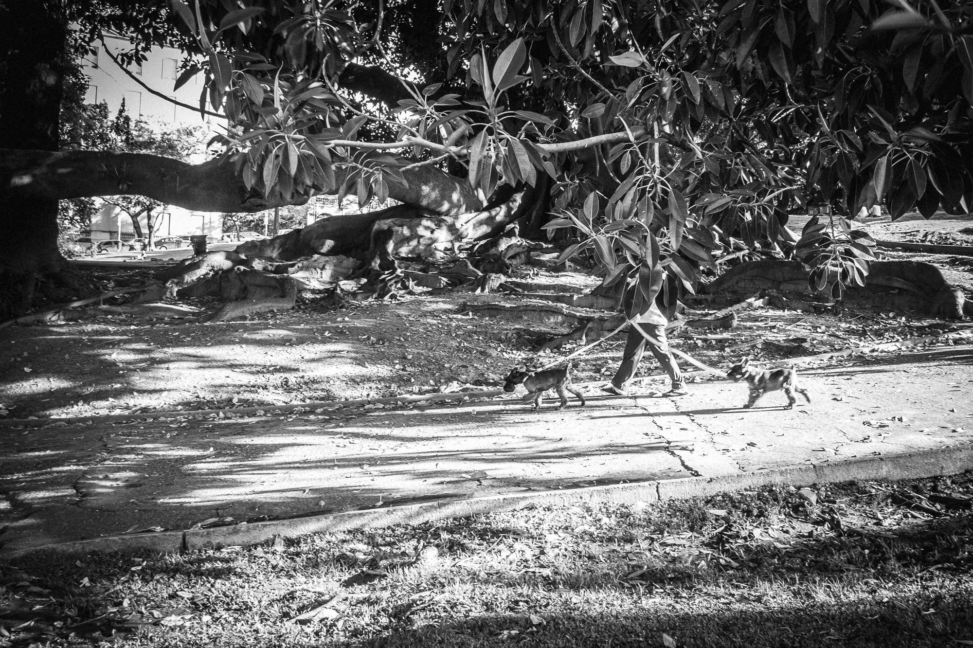 Walking the dog, Buenos Aires. Owners and professional pet walkers exercise their animals around the streets and parks of the Buenos Aires, capital of Argentina. Photograph Michael Craig
