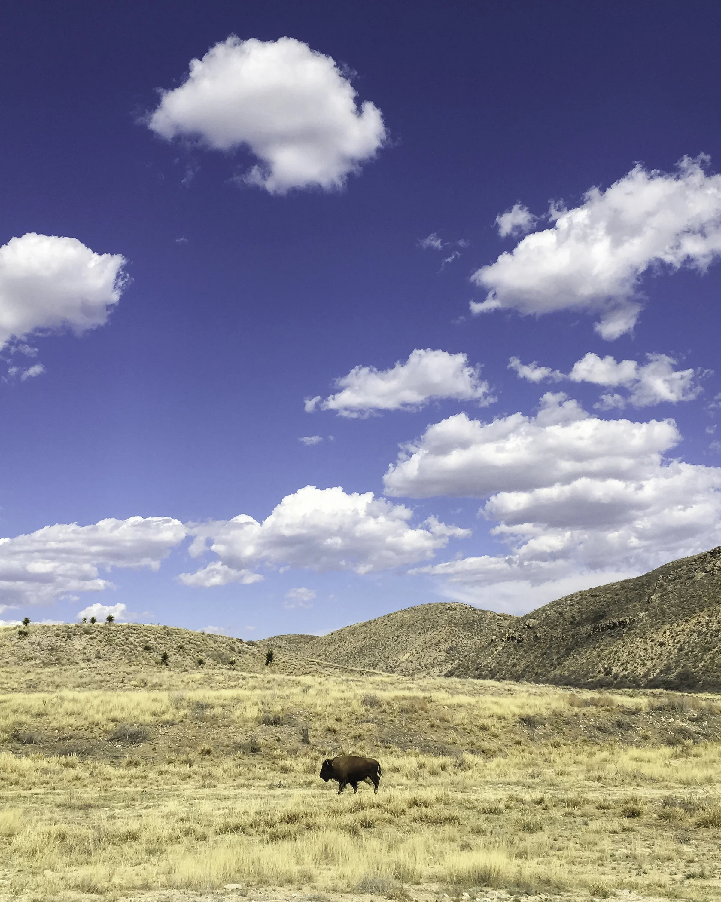 A bison standing in a dry, grassy plain with rolling hills in the background under a partly cloudy blue sky.
